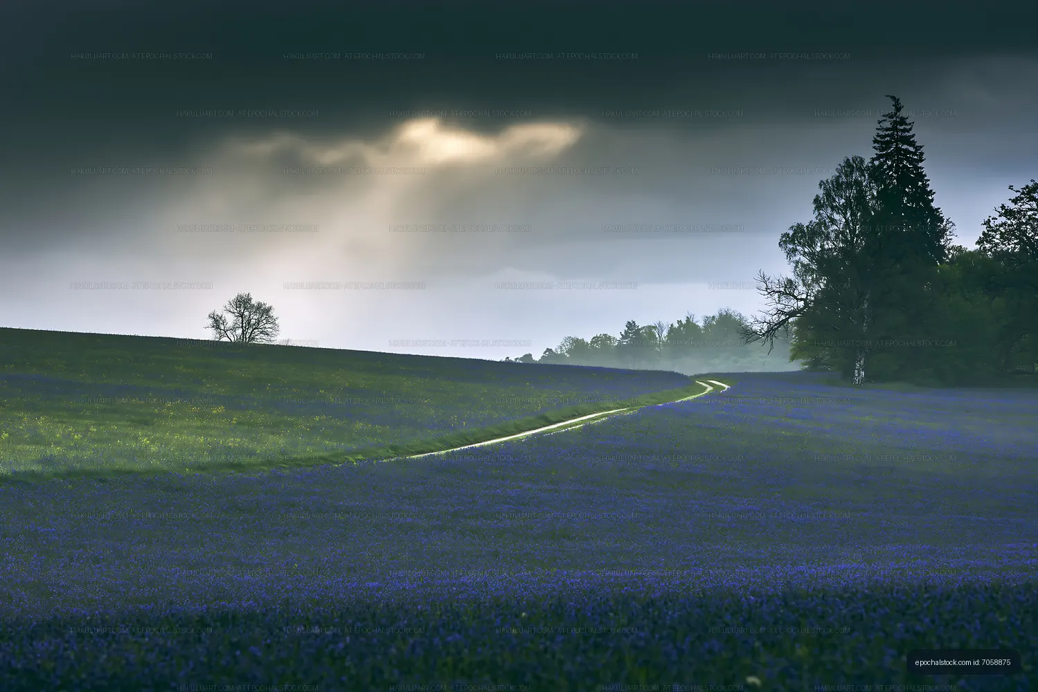 Blue flower field under cloudy sky near trees