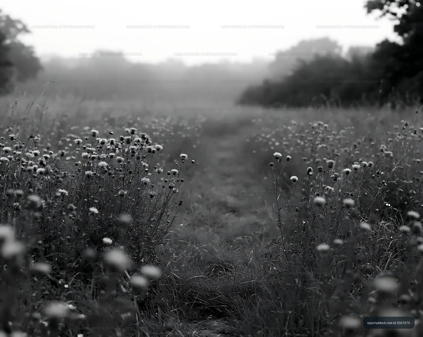 Flower field path on a foggy morning in black and white