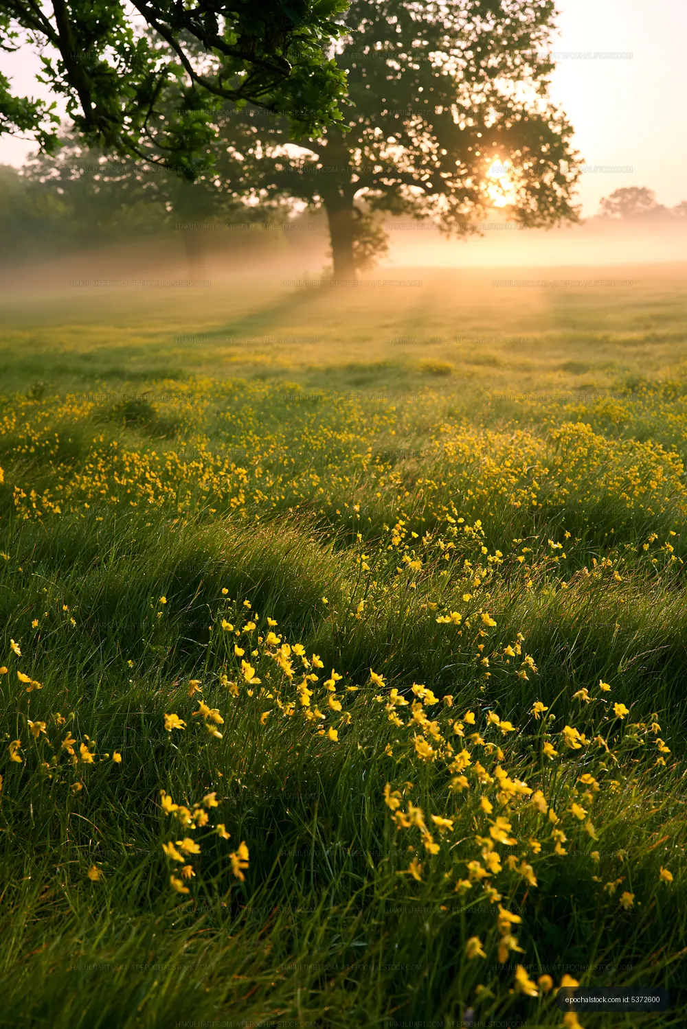 Morning light shining on a field with yellow flowers and mist