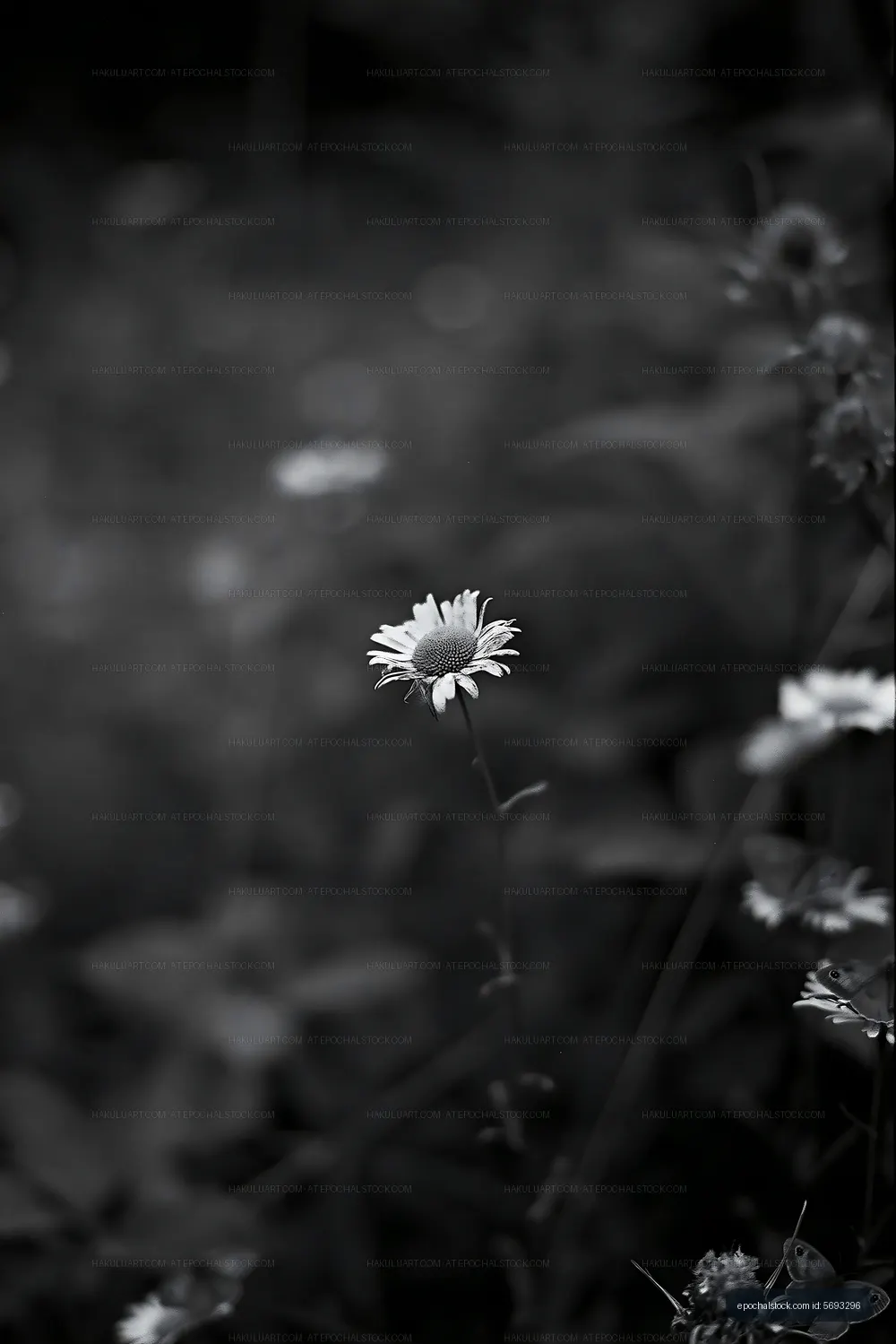 Black and white flower standing alone in a garden