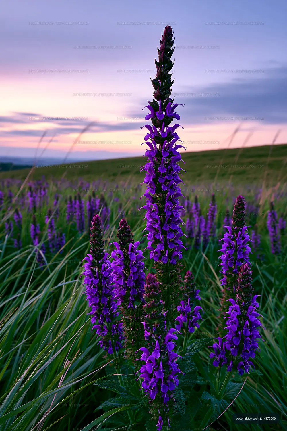 Vibrant purple flowers bloom in a field during sunset