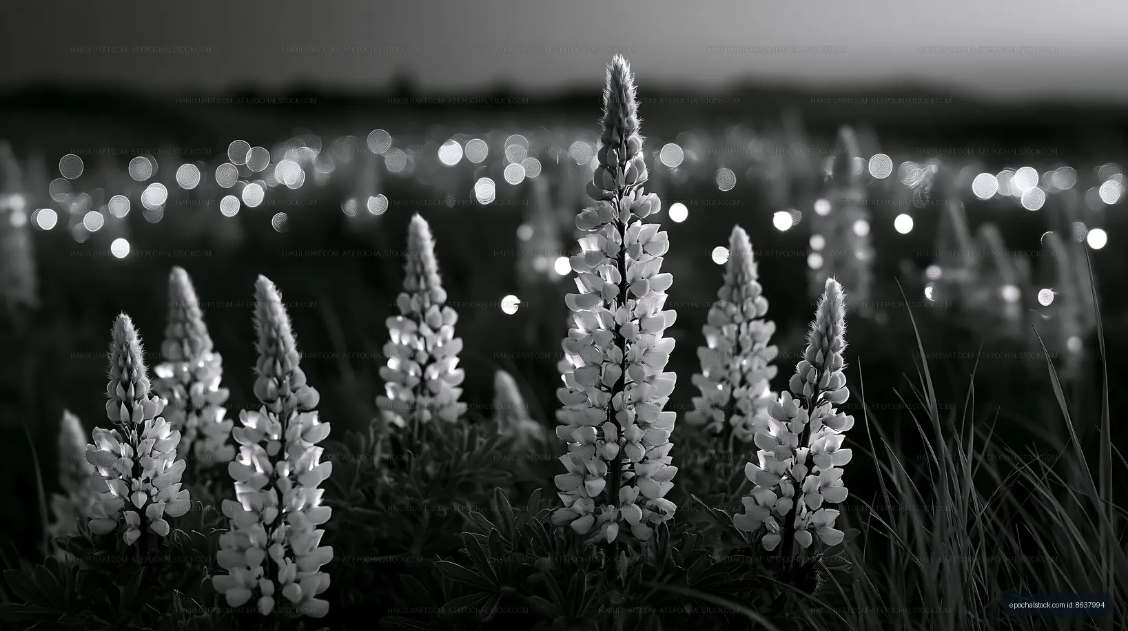 Lupine flowers in a field with blurred lights at night