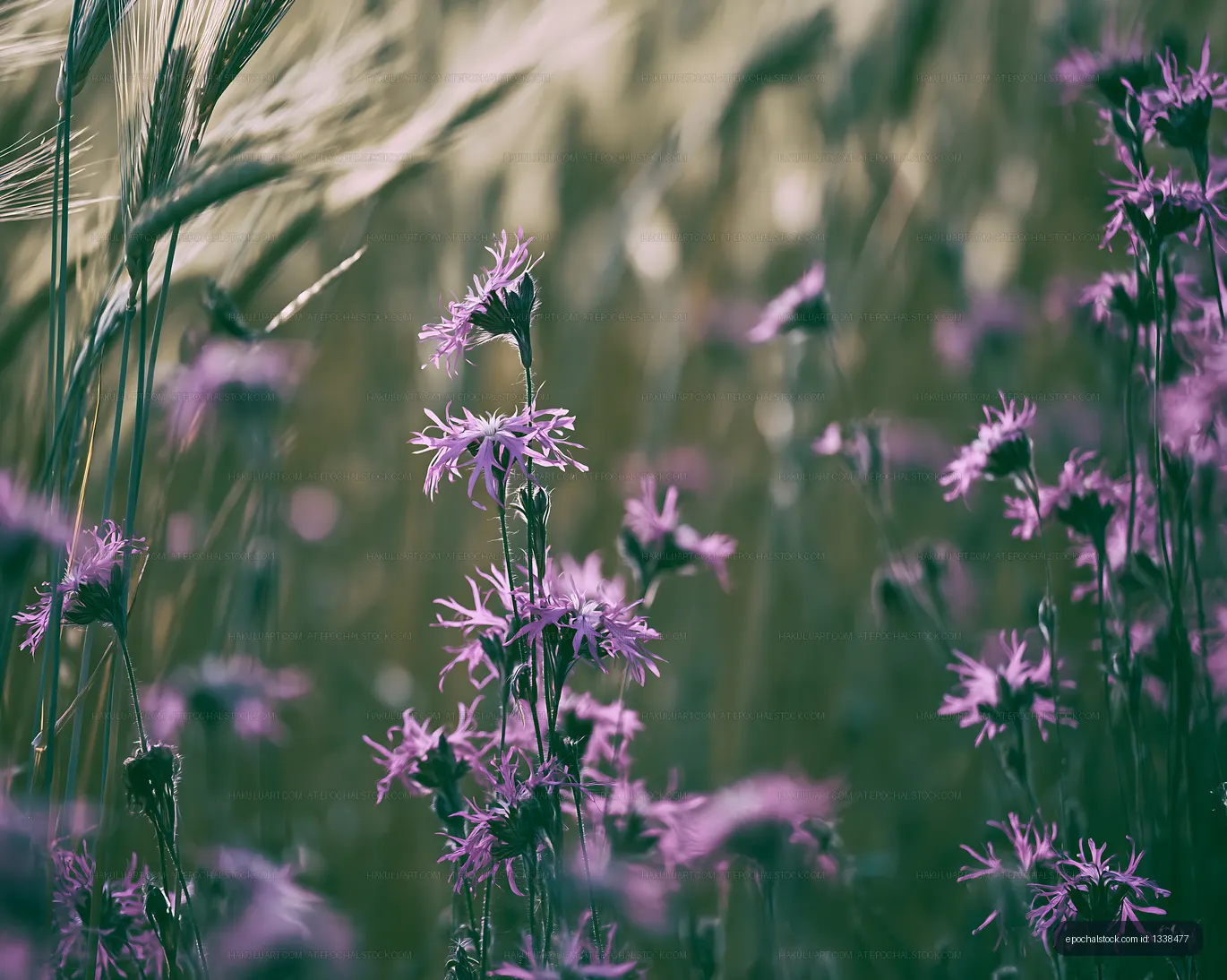 Purple flowers grow in a field with tall grass