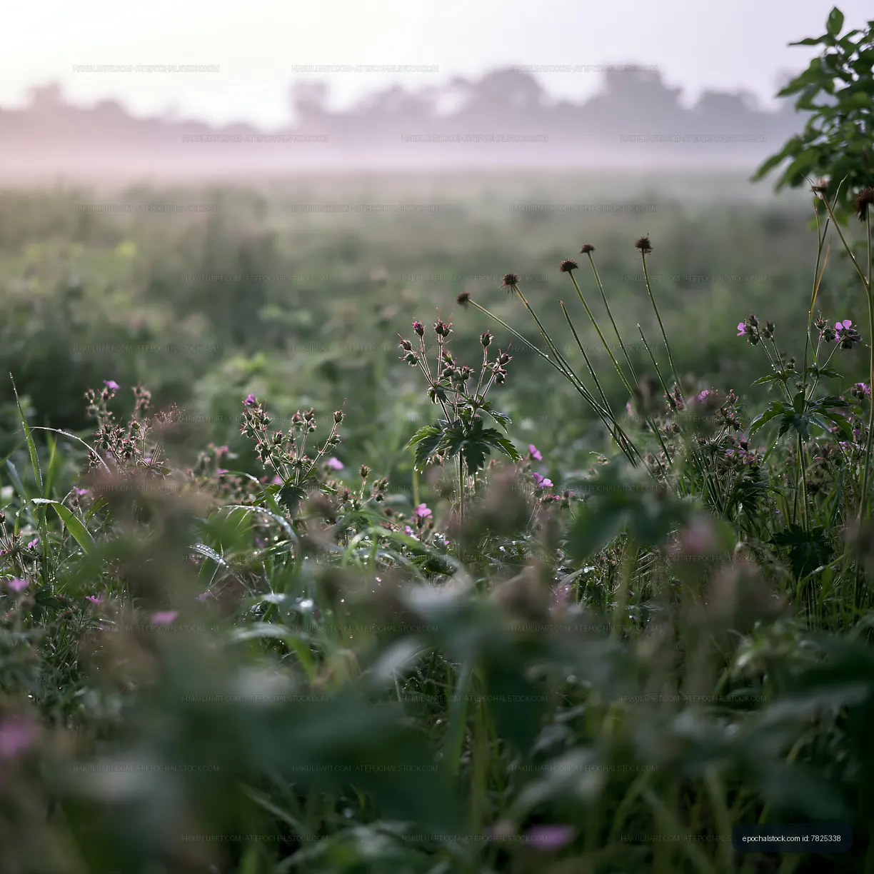 Morning fog over a field with flowers and tall grass