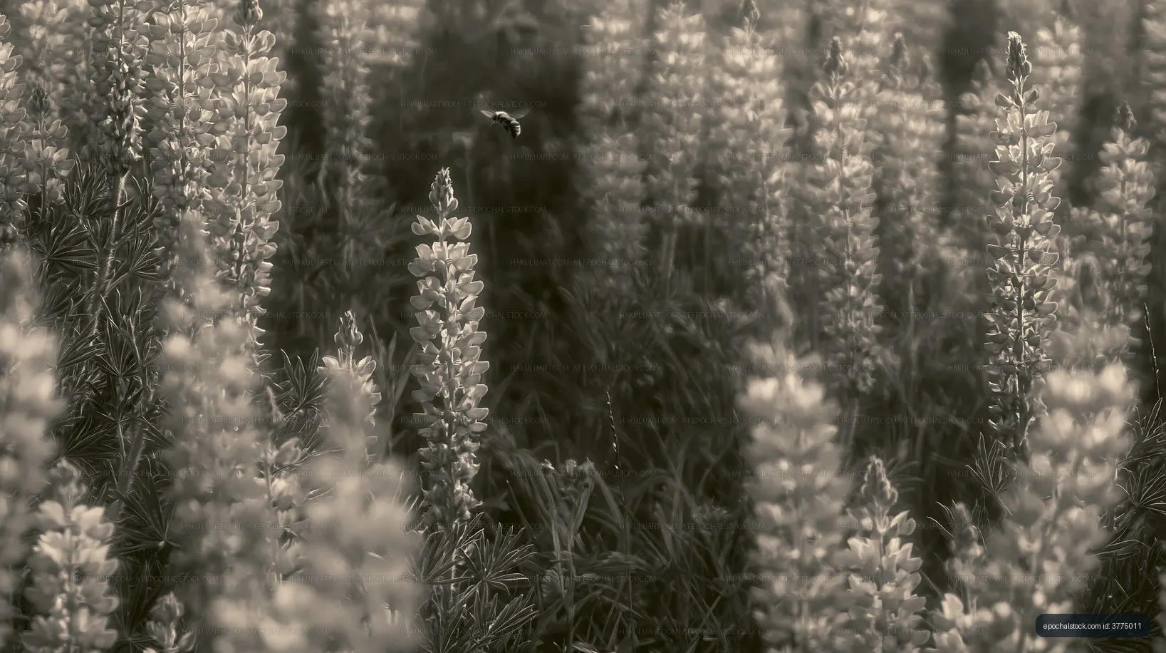 Lupine flowers blooming in a field during daytime