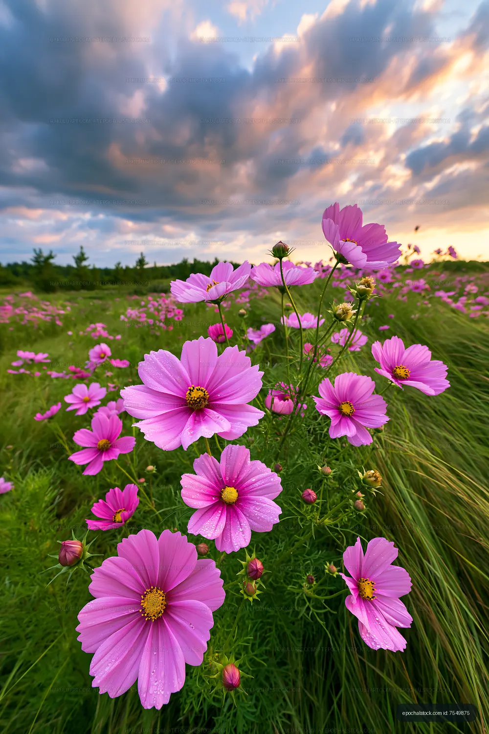 Pink flowers in a field under a cloudy sky at sunset