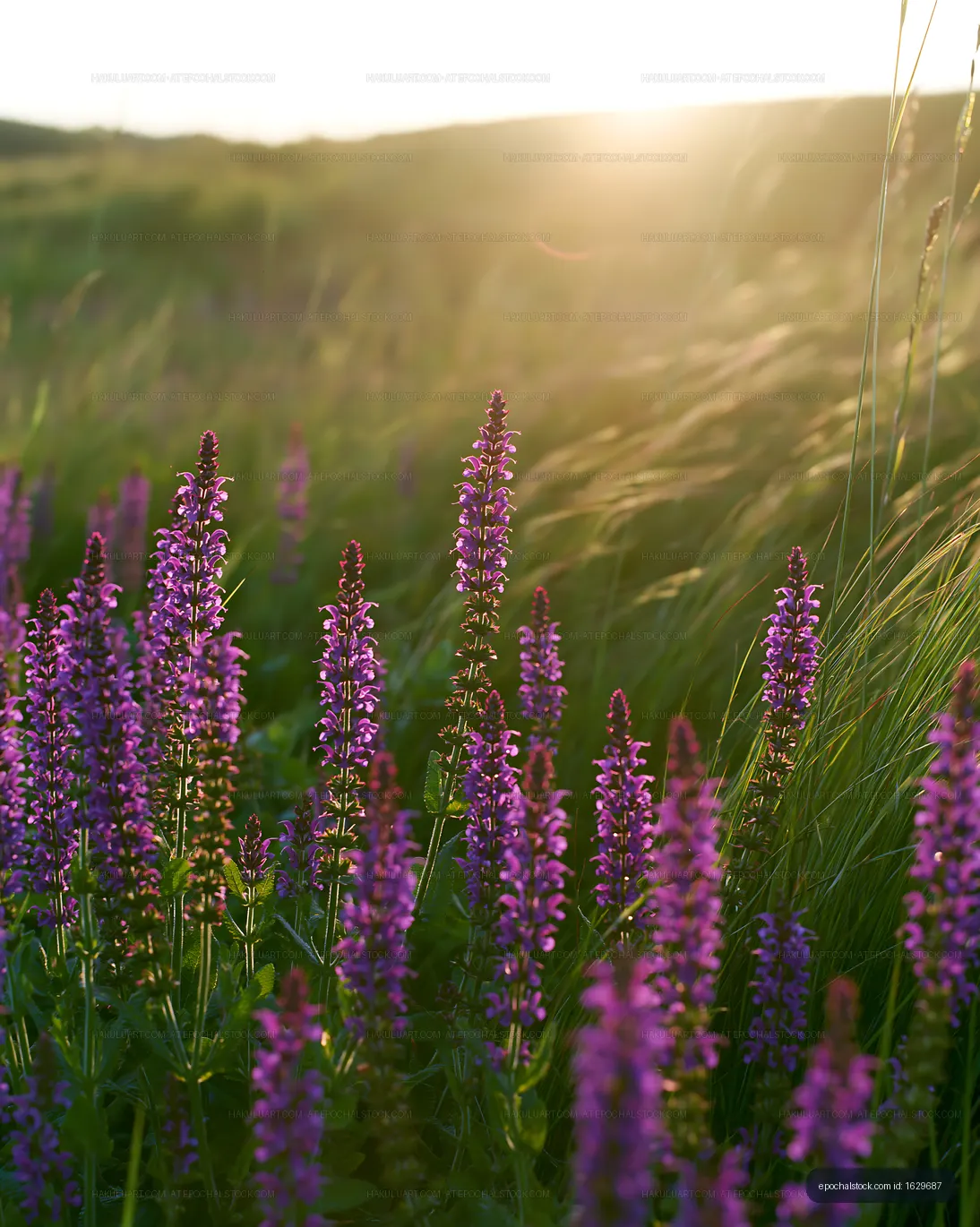 Purple flowers bloom in a sunny field during spring