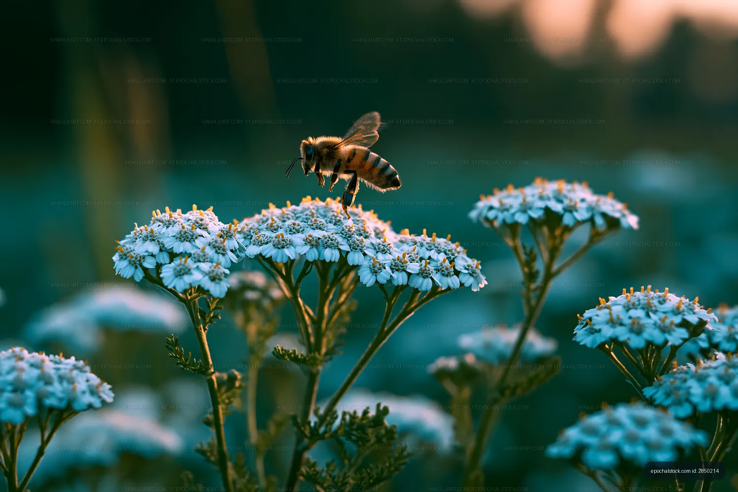 Bee collecting nectar from flowers during sunset