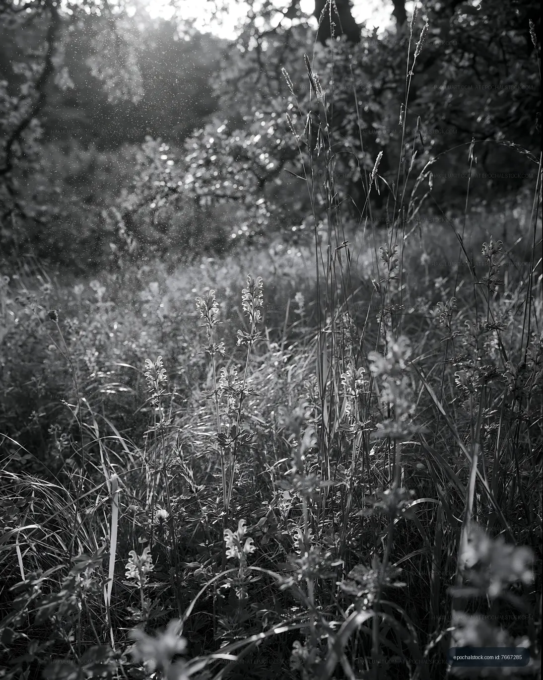 Sunlight shining through the grass and flowers in a meadow