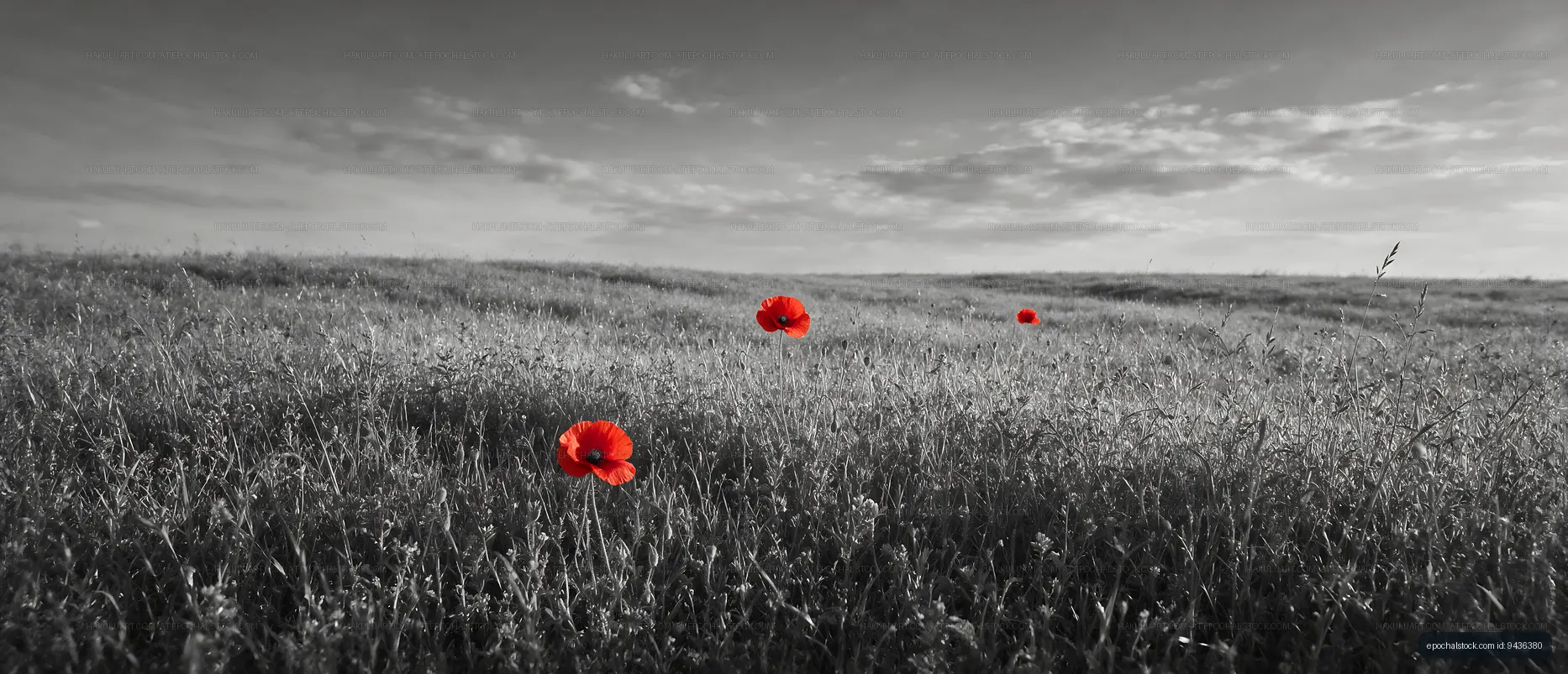 Red flowers in black and white field during sunset