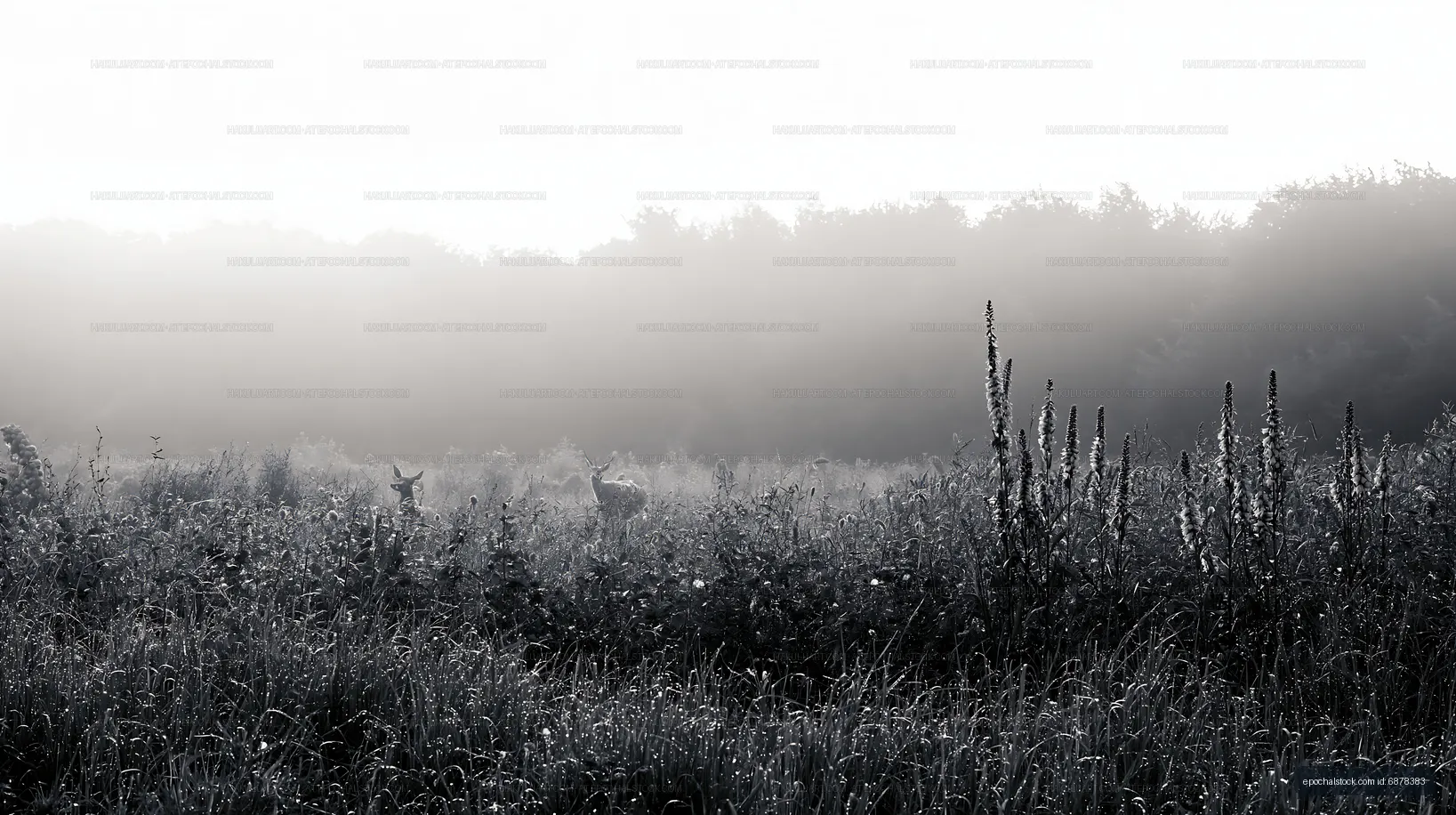 Deer grazing in foggy field during early morning