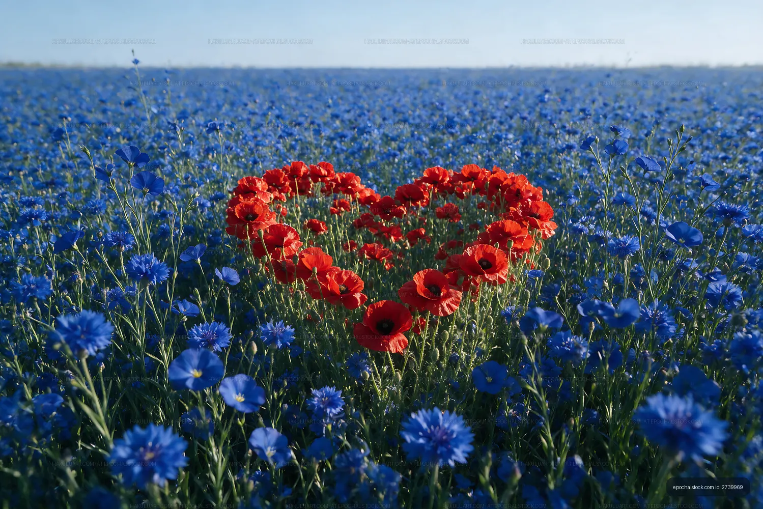 Red flowers arranged in a heart shape among blue flowers in a field