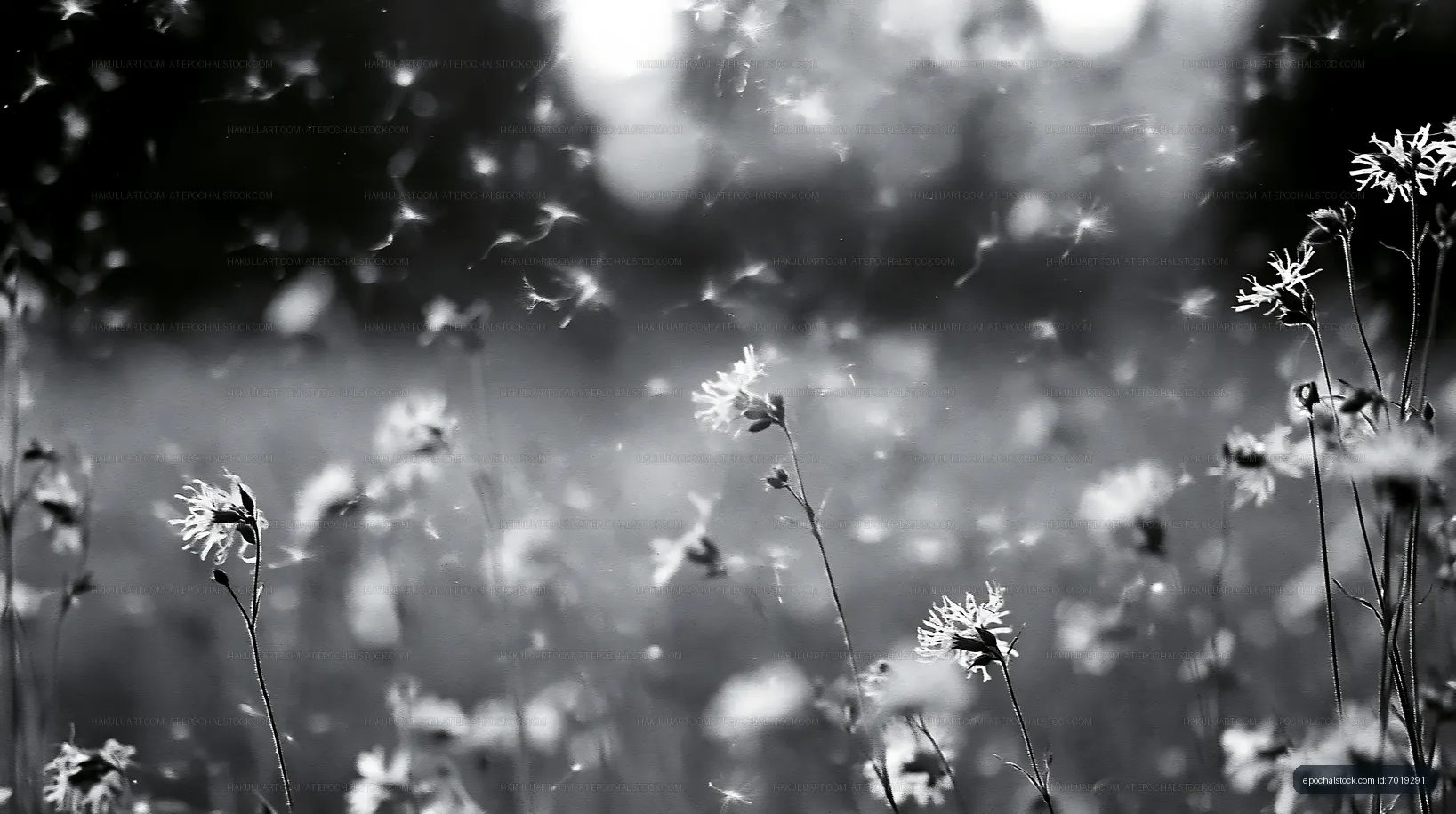 Black and white field of flowers with sunlight and floating particles