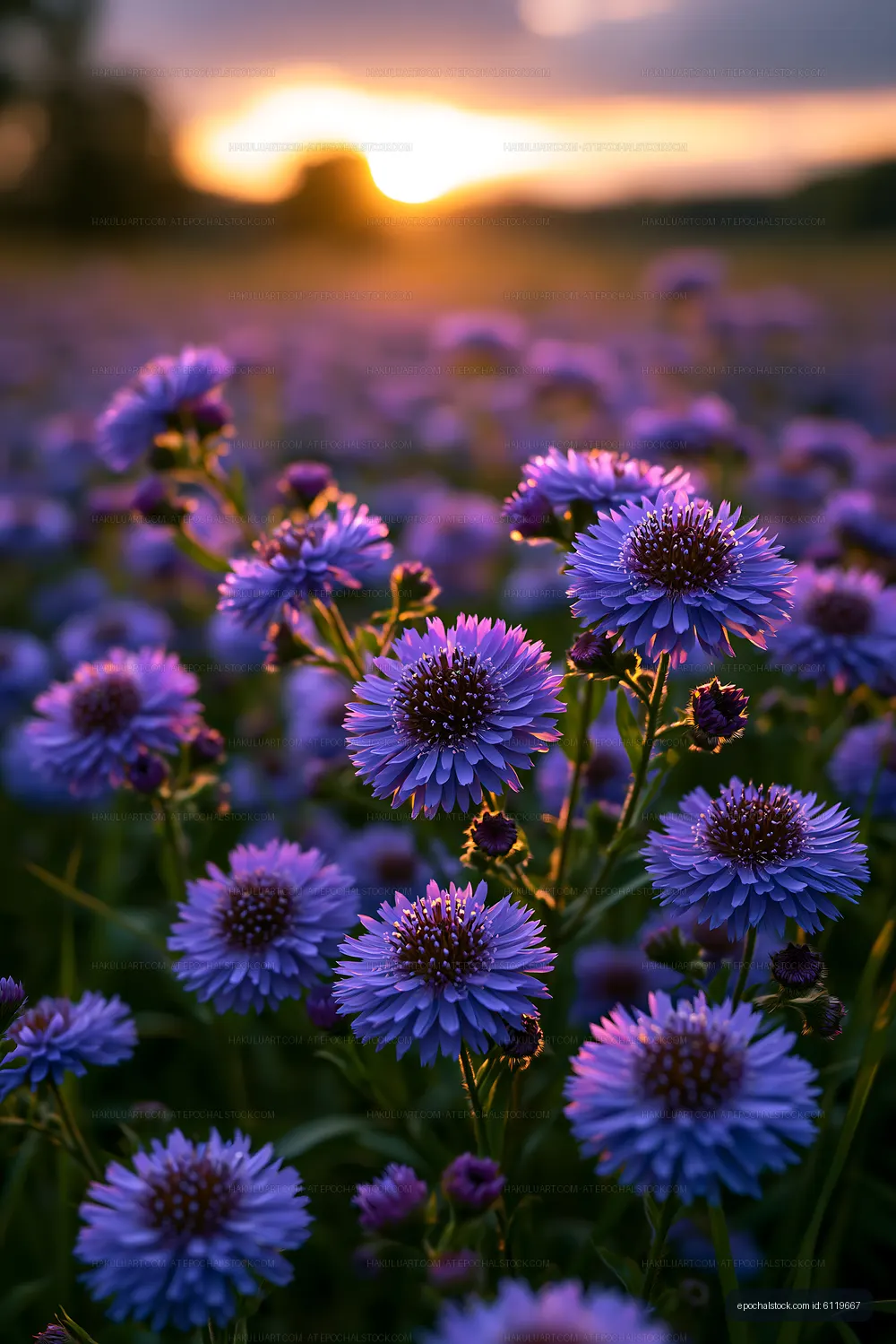 Purple flowers bloom in a field at sunset