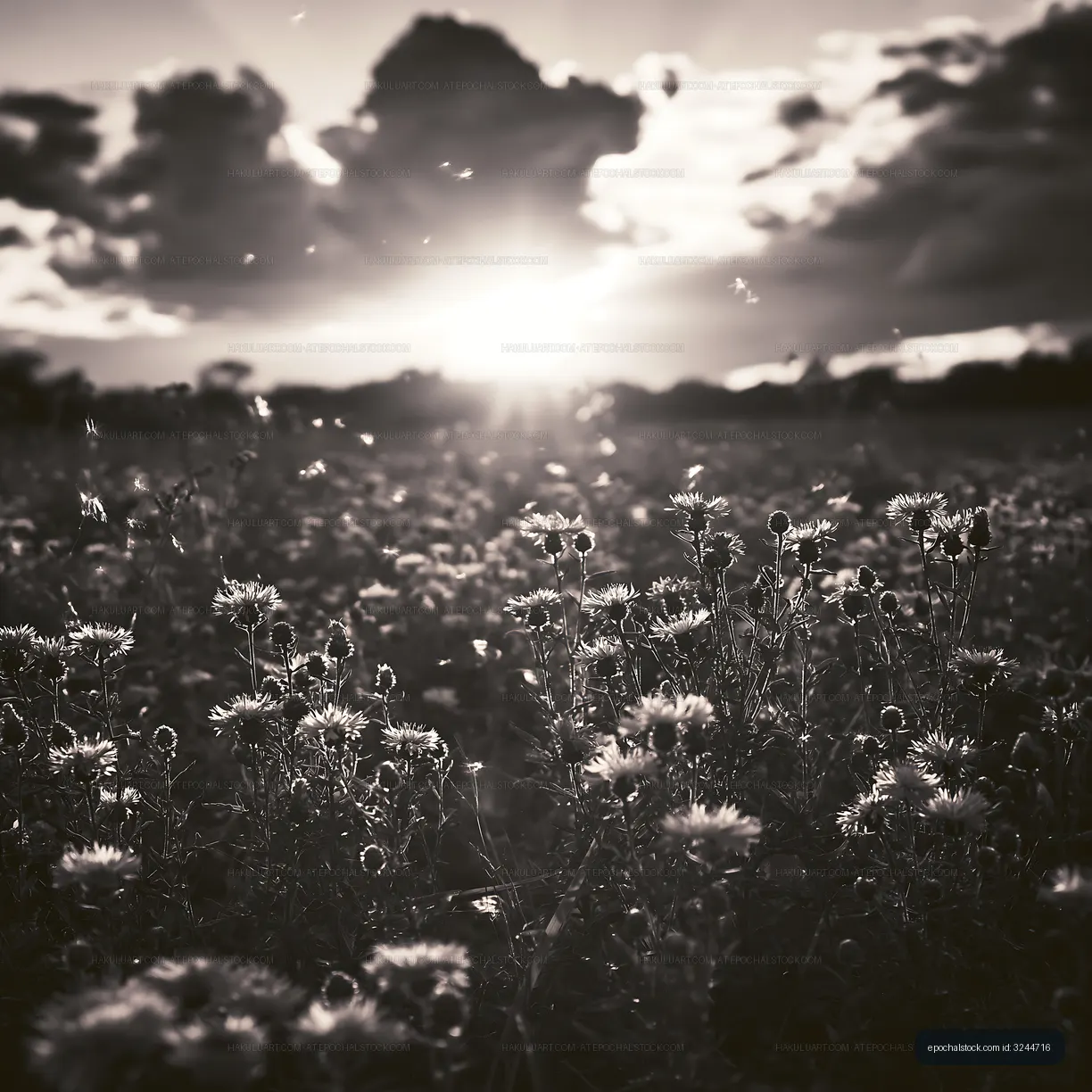 Sunset over wildflower field with clouds in the sky