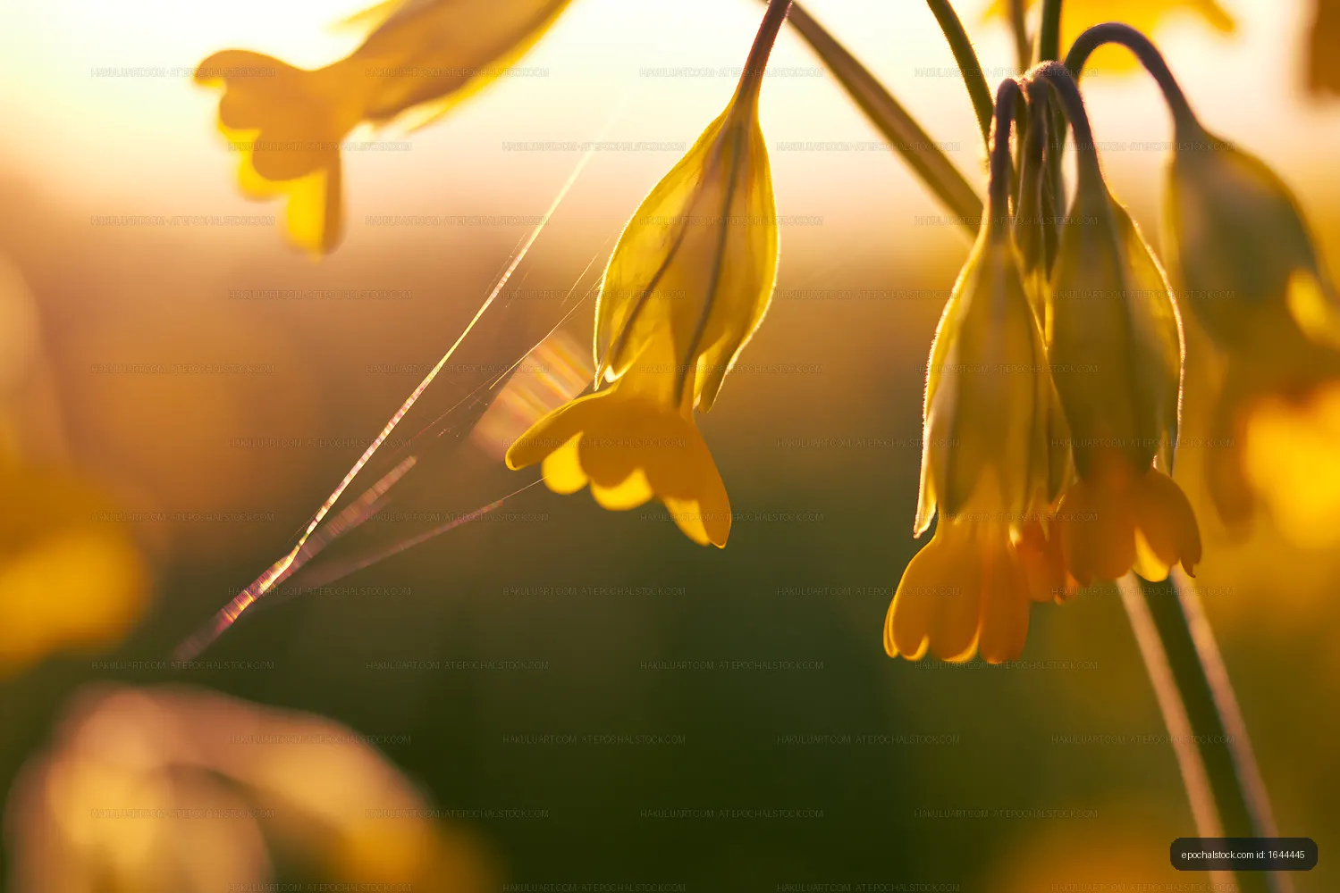 Yellow flowers with soft sunlight in a natural setting