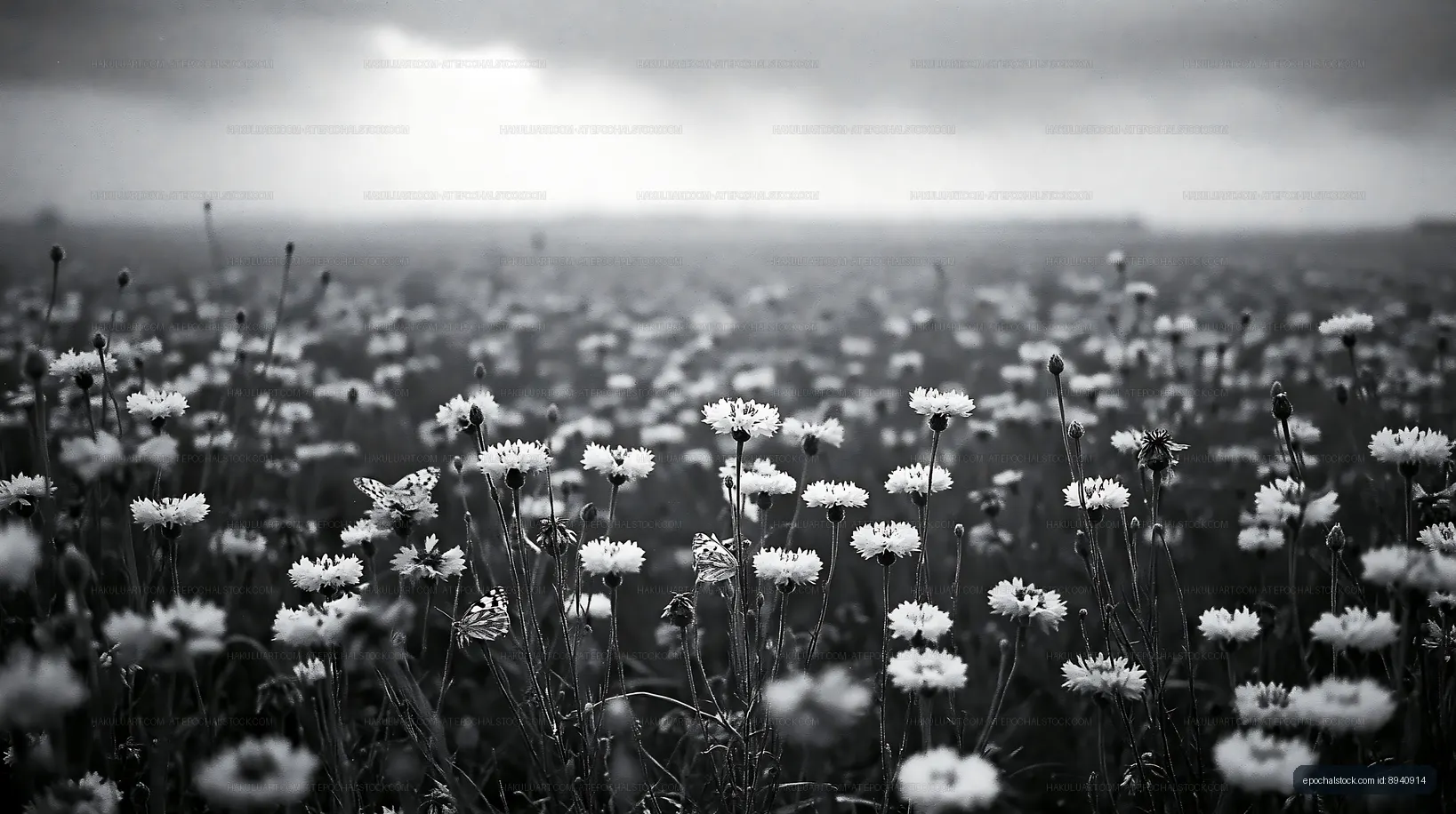 Wildflowers bloom in a black and white field under cloudy sky