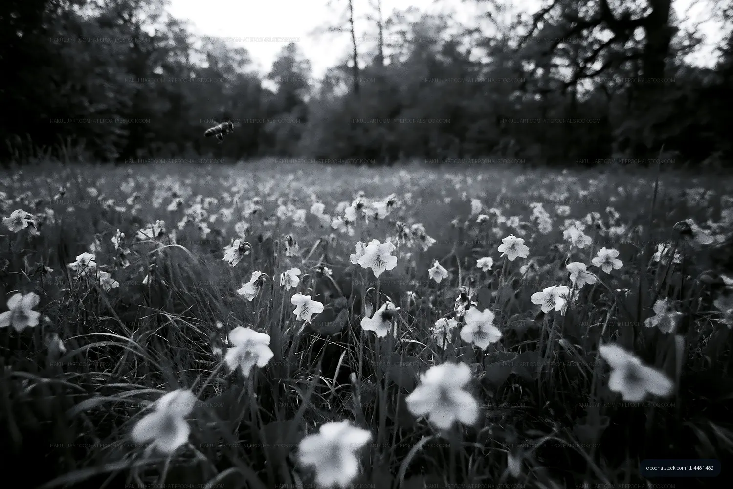Field of white flowers in a forested area during twilight