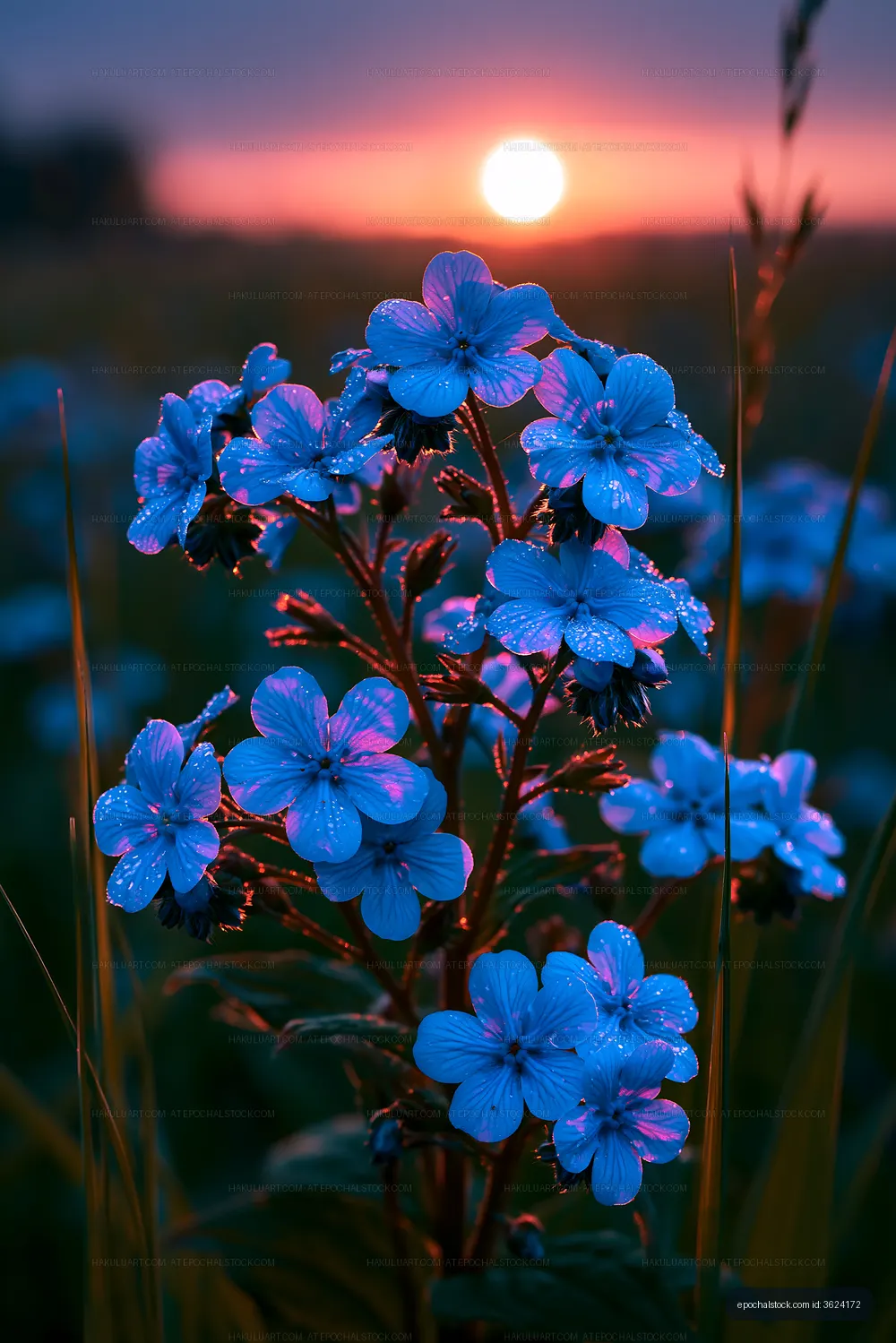 Blue flowers at sunset in a field with droplets of water