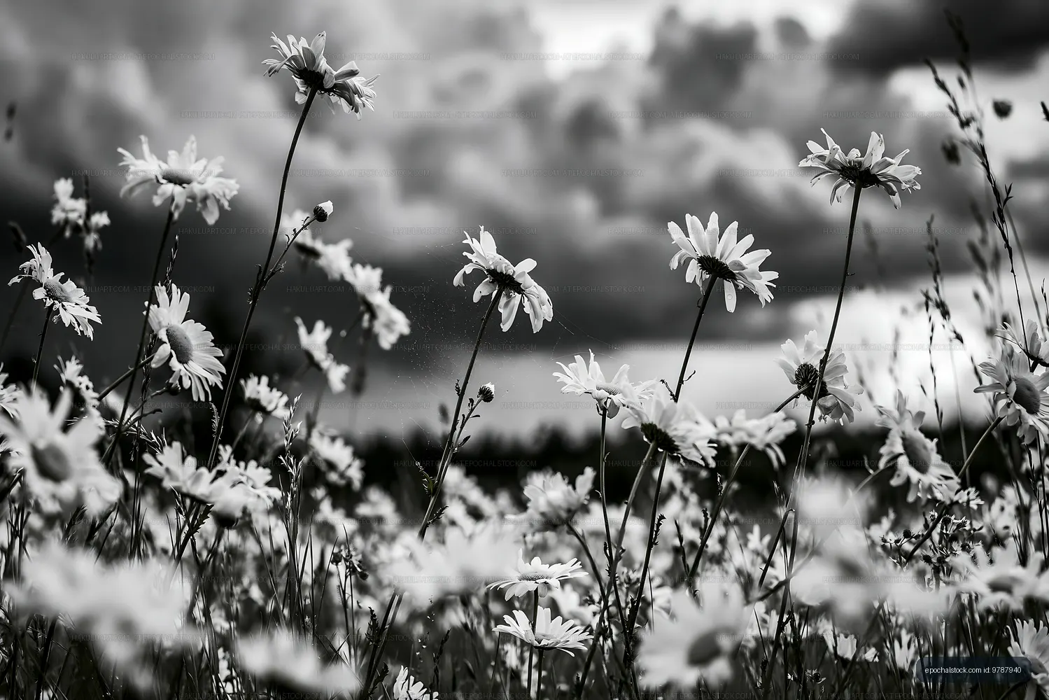 Black and white flowers in a field under cloudy sky