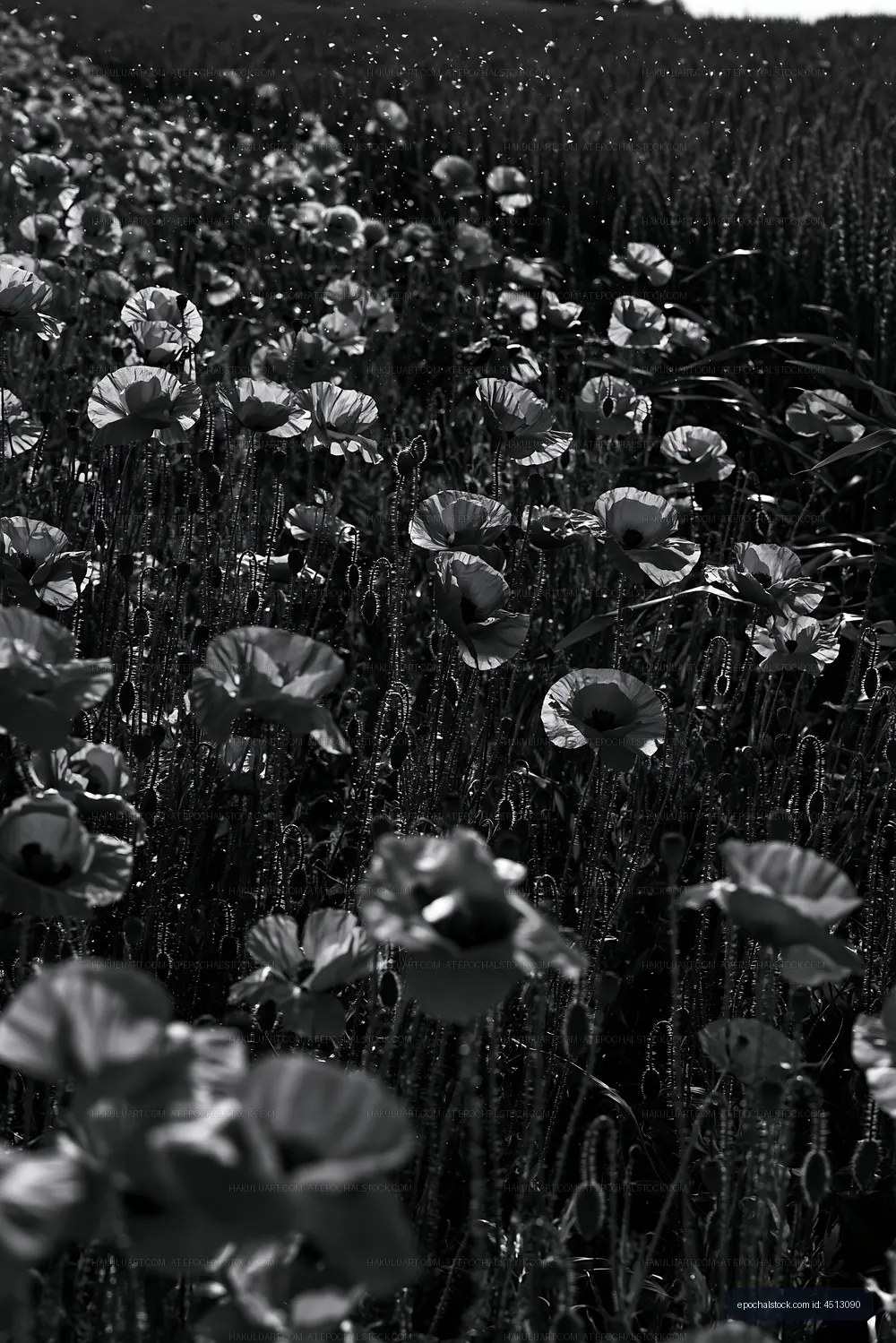 Flowers in a field during daylight
