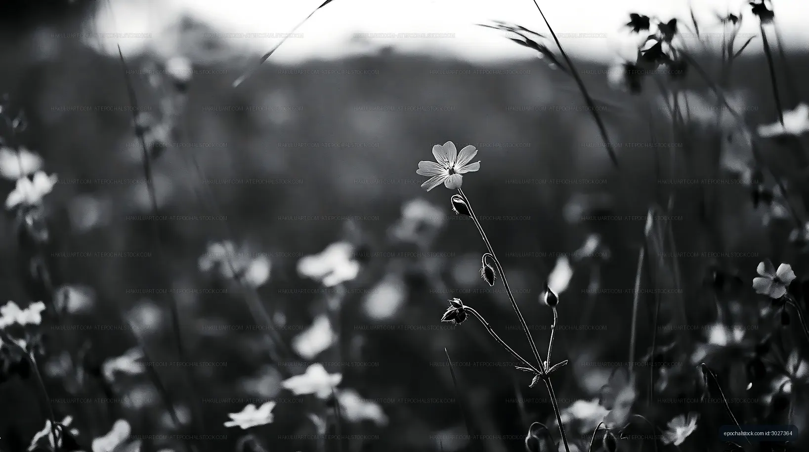 Black and white field of wildflowers with a single bloom