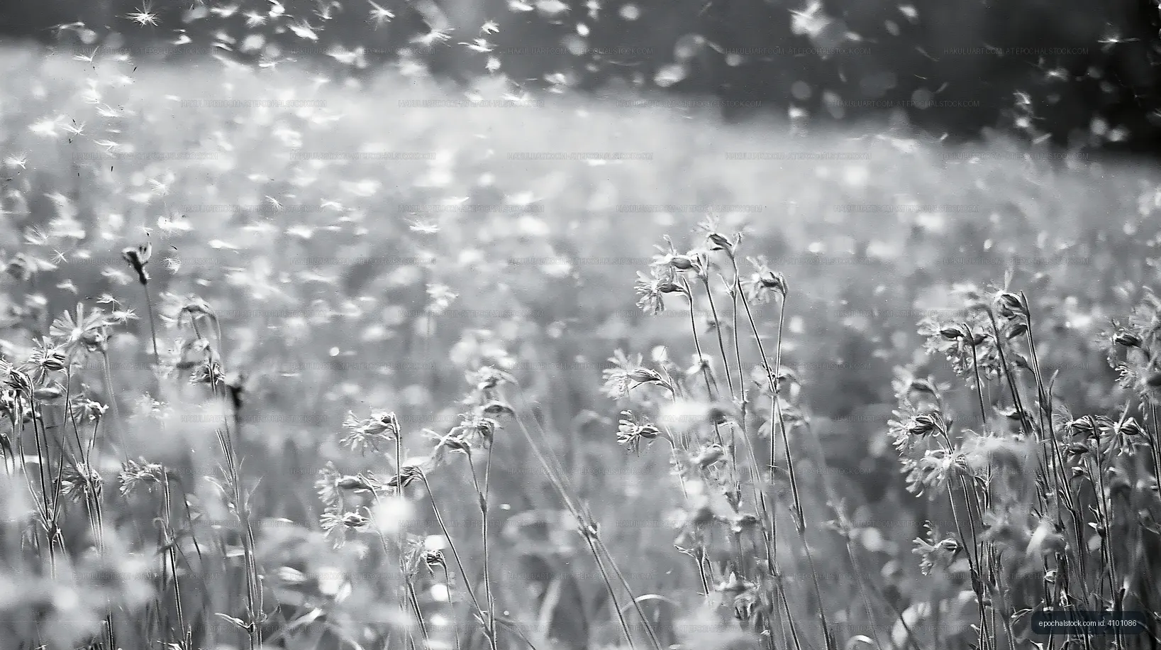 Field of flowers swaying in the wind during a sunny day