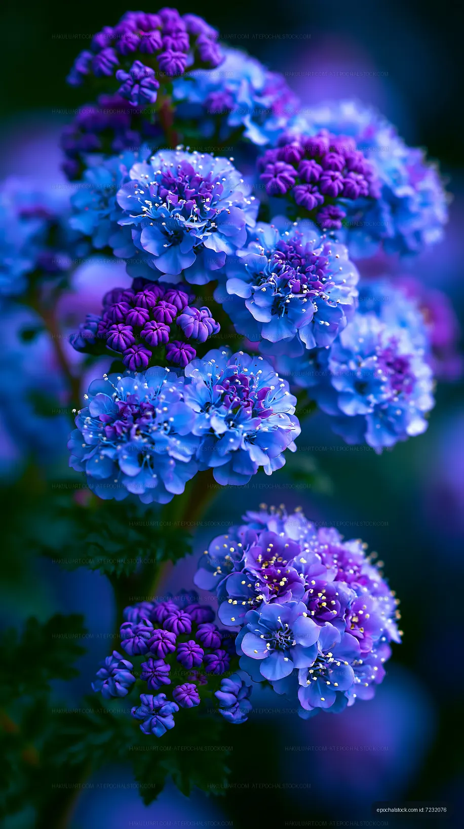 Blue and purple flowers blooming in a garden