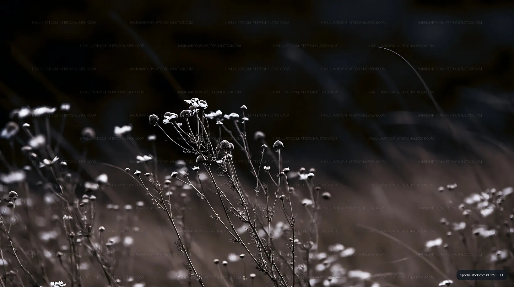 Flowers in a field during late afternoon light
