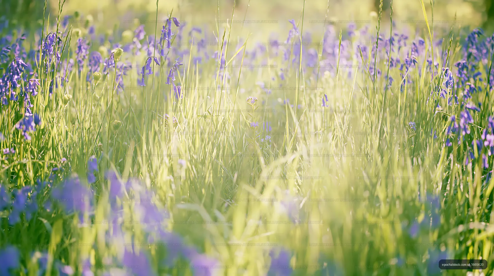 Vibrant field of blue flowers in early morning light