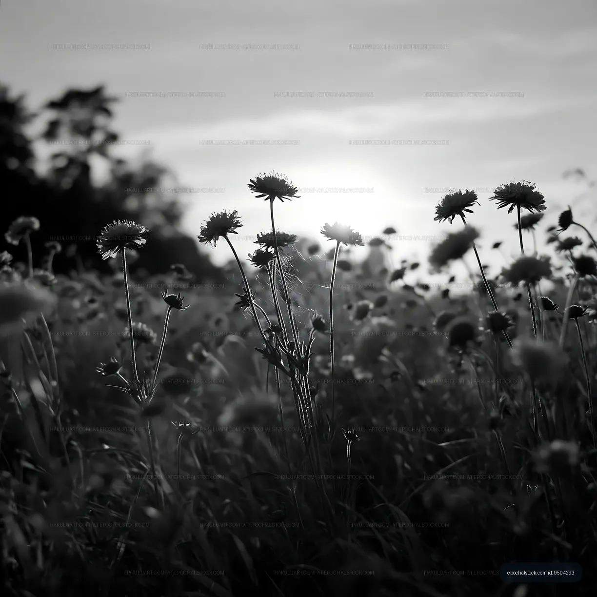 Sunlight illuminating wildflowers in a field at sunset
