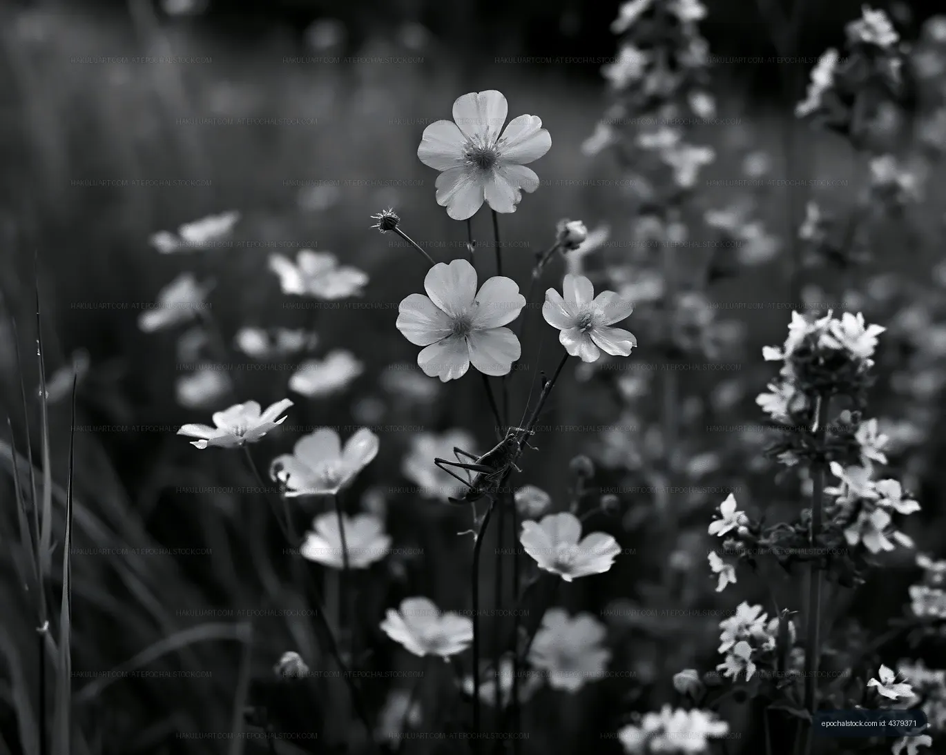Black and white close-up of flowers in a grassy field