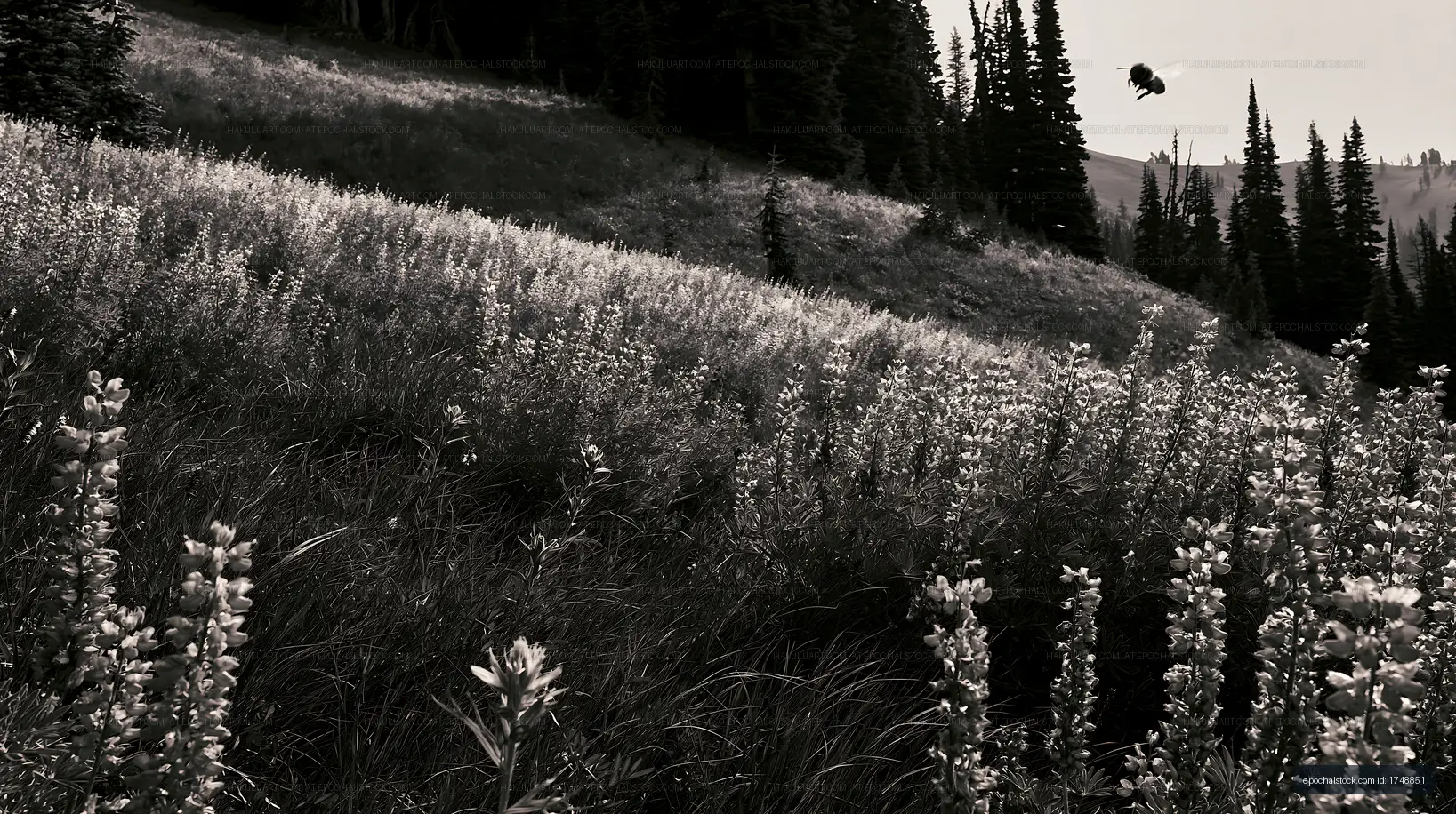 Meadow with blooming flowers and a bee in a black and white setting