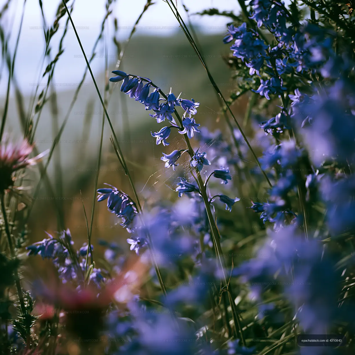 Wildflowers growing in a meadow during daylight hours