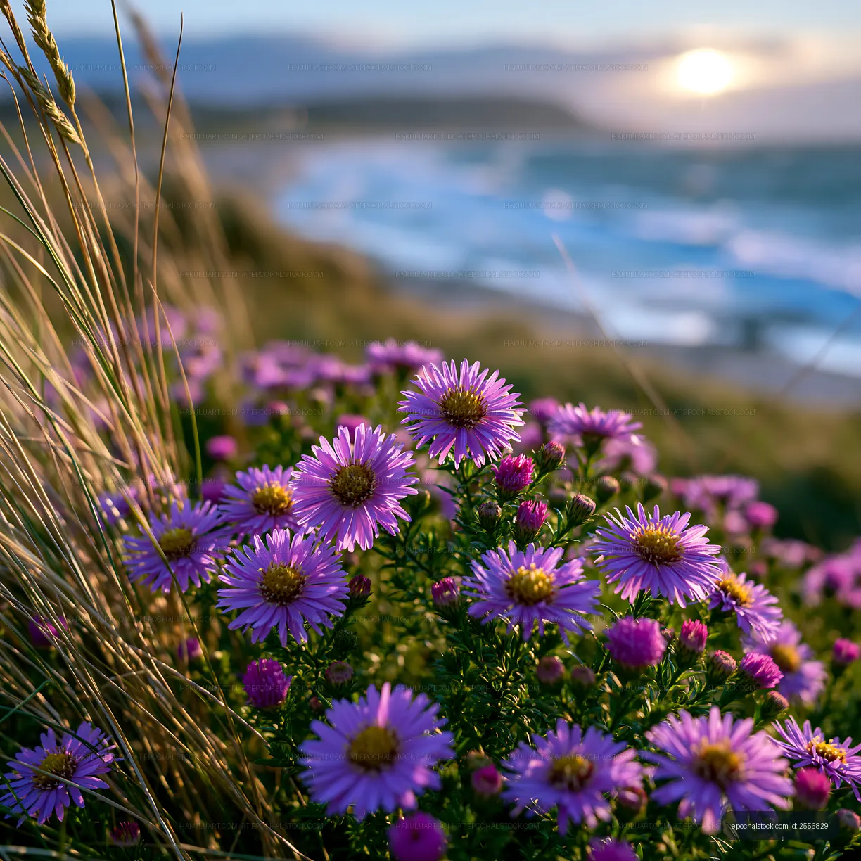 Purple flowers bloom near the beach at sunset