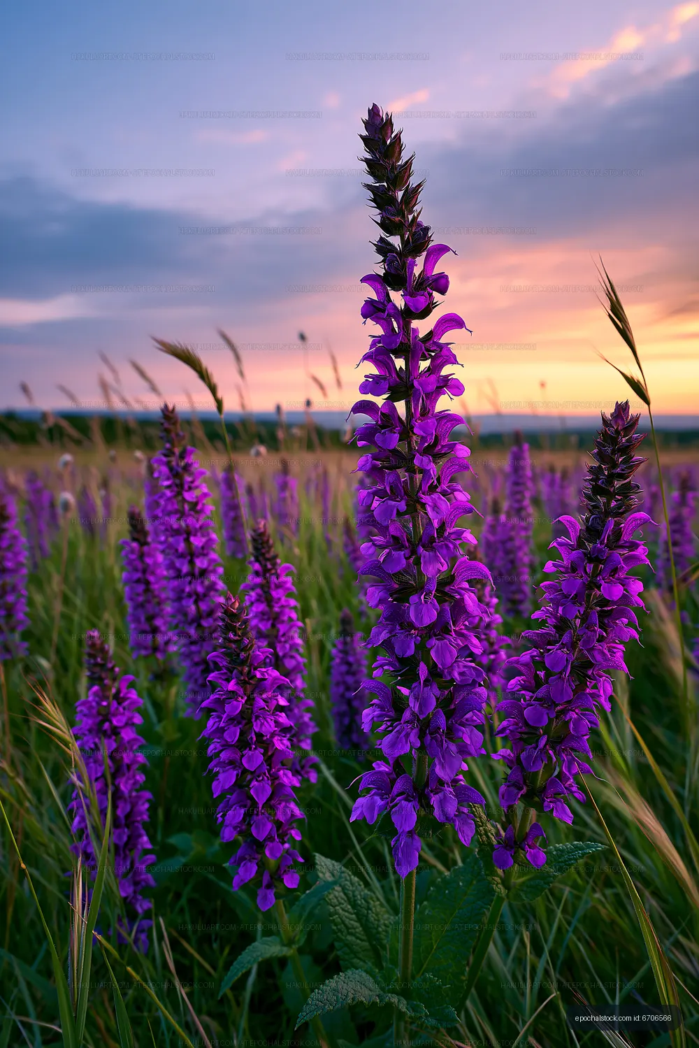 Purple flowers in a field during sunset
