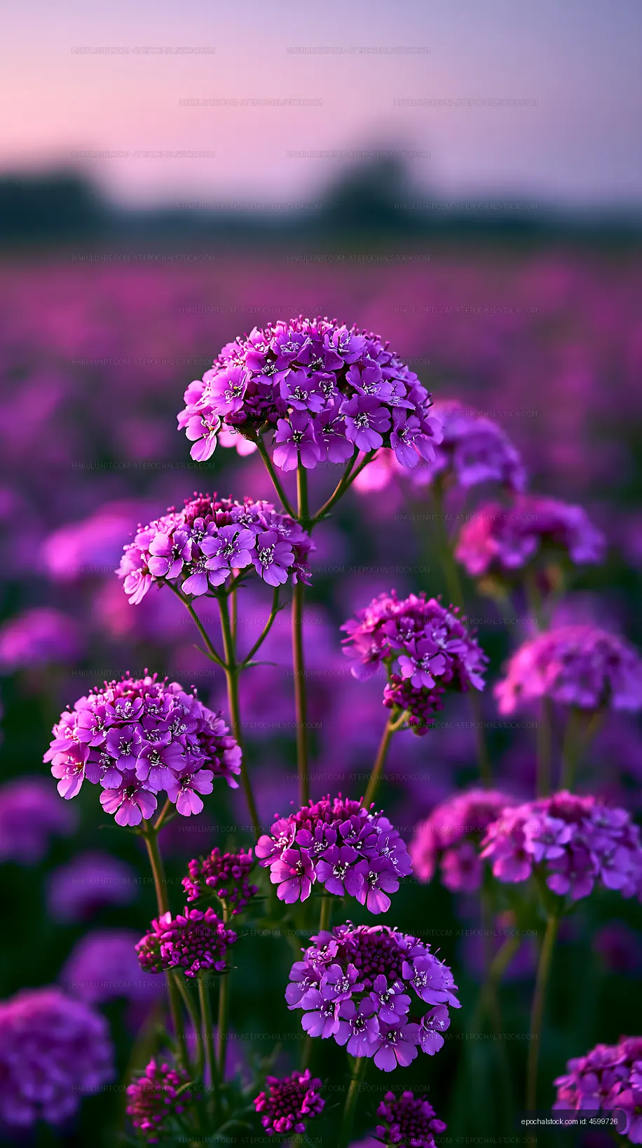 Purple flowers bloom in a field at sunset