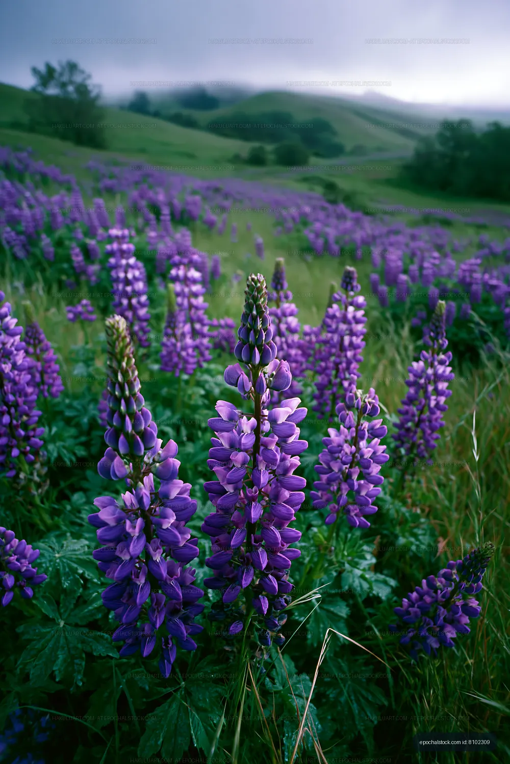 Fields of purple lupin flowers in a natural setting