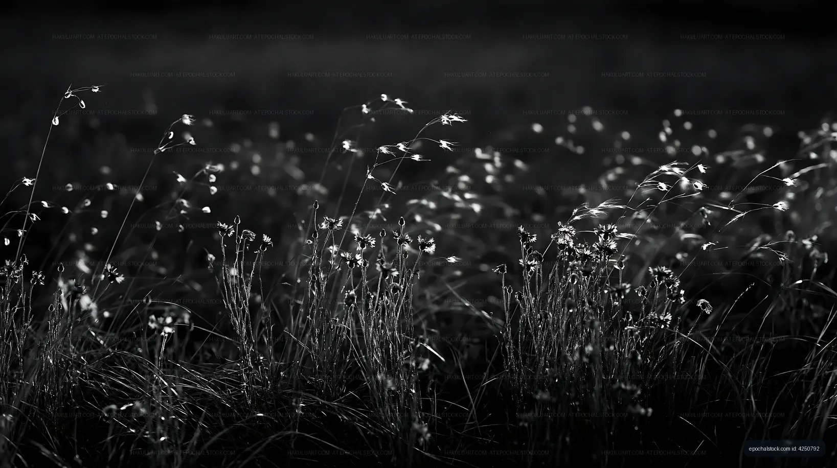 Black and white grass field with flowers at sunset