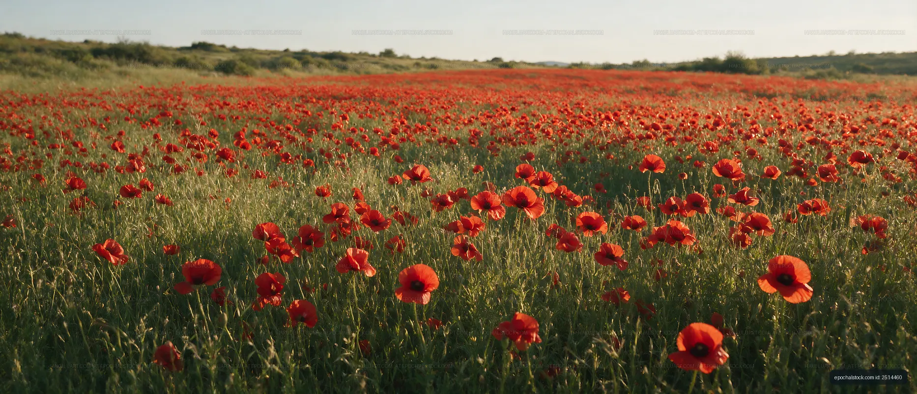 Vast field of red poppy flowers under blue sky