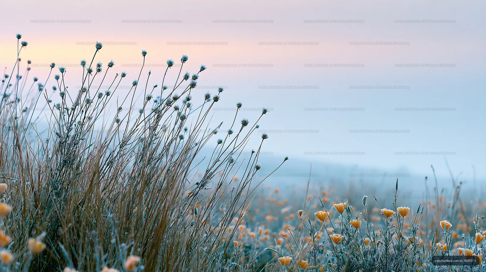 Frost-covered flowers in a field during early morning light