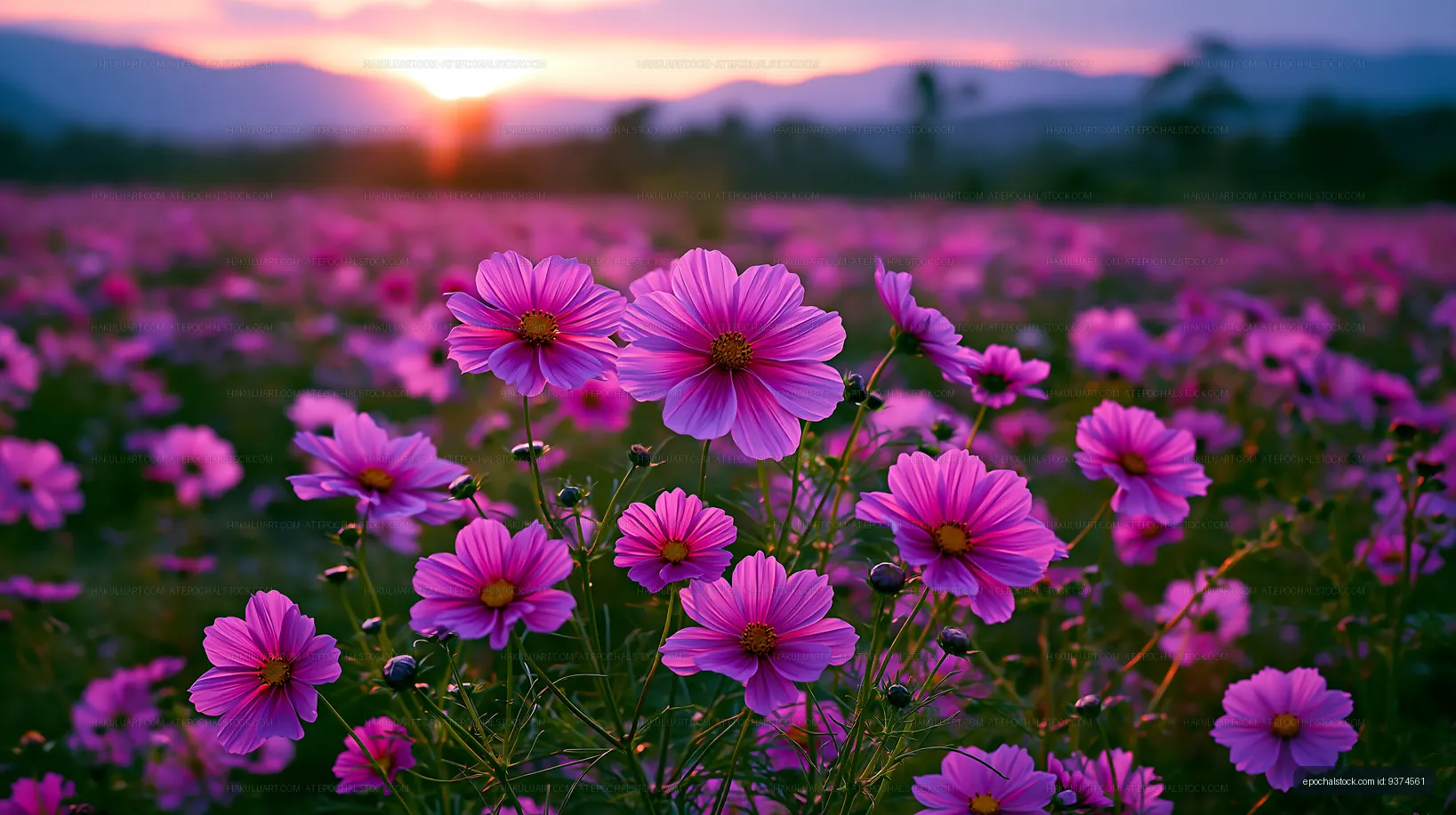 Vibrant pink flowers blooming in a field during sunset