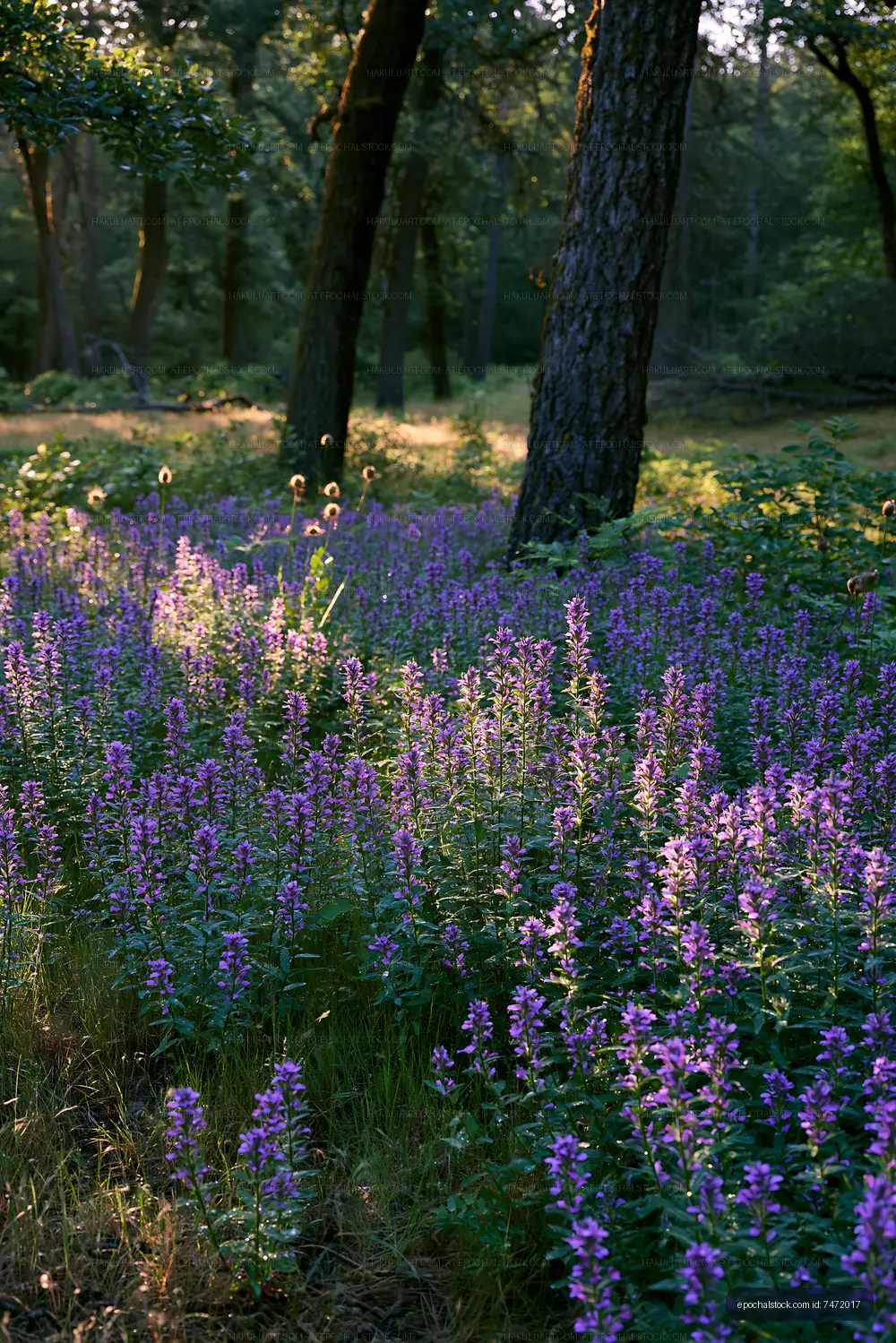 Wildflowers bloom in a forest clearing during late afternoon light