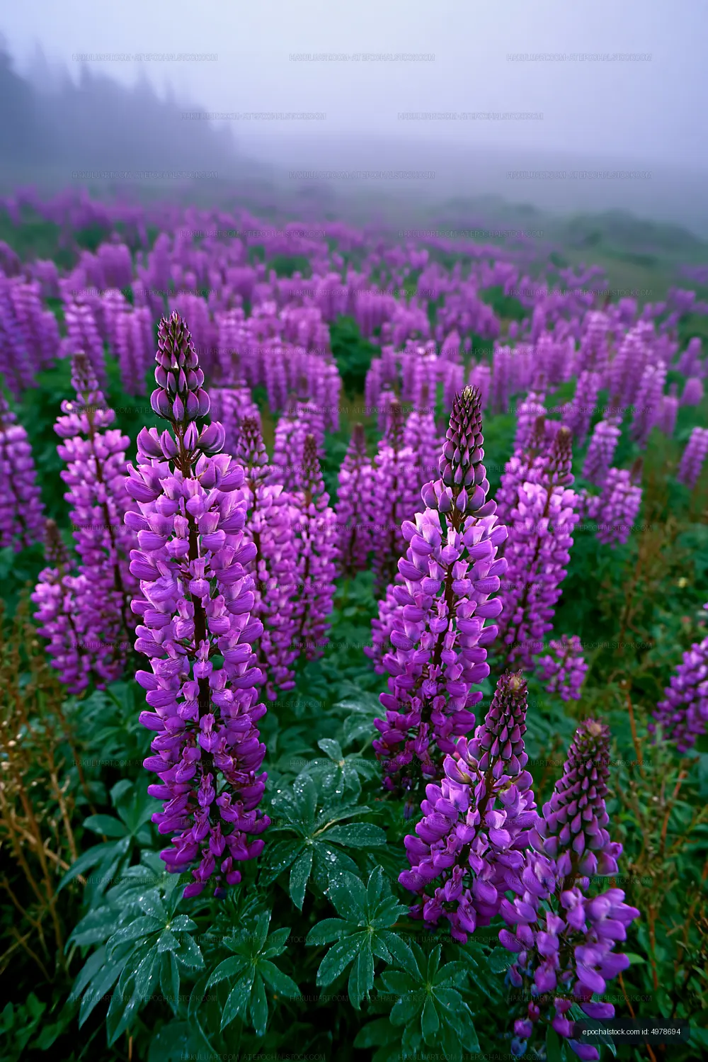 Purple lupine flowers in a foggy meadow during daylight