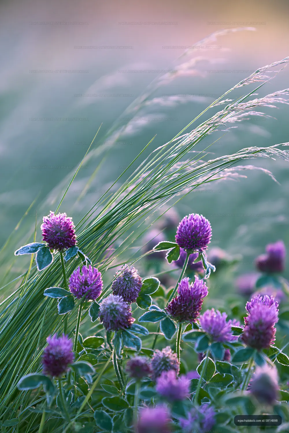 Purple flowers and grass sway in a meadow during golden hour