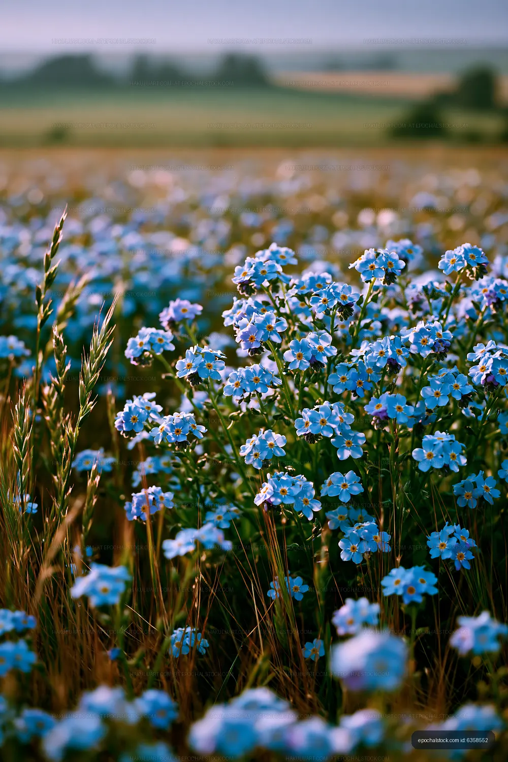 Field of blue flowers during daytime