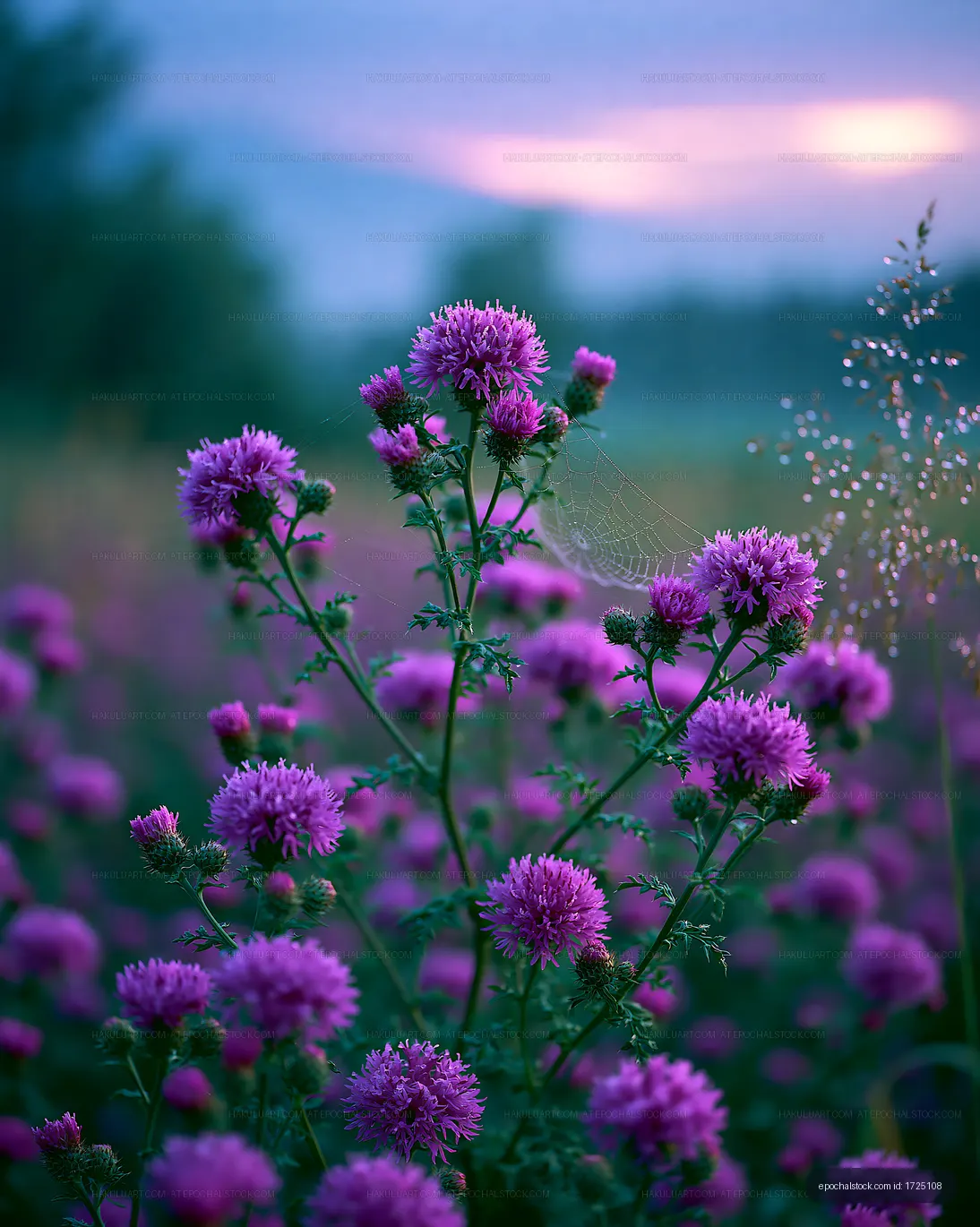 Vibrant purple flowers under twilight sky in a meadow