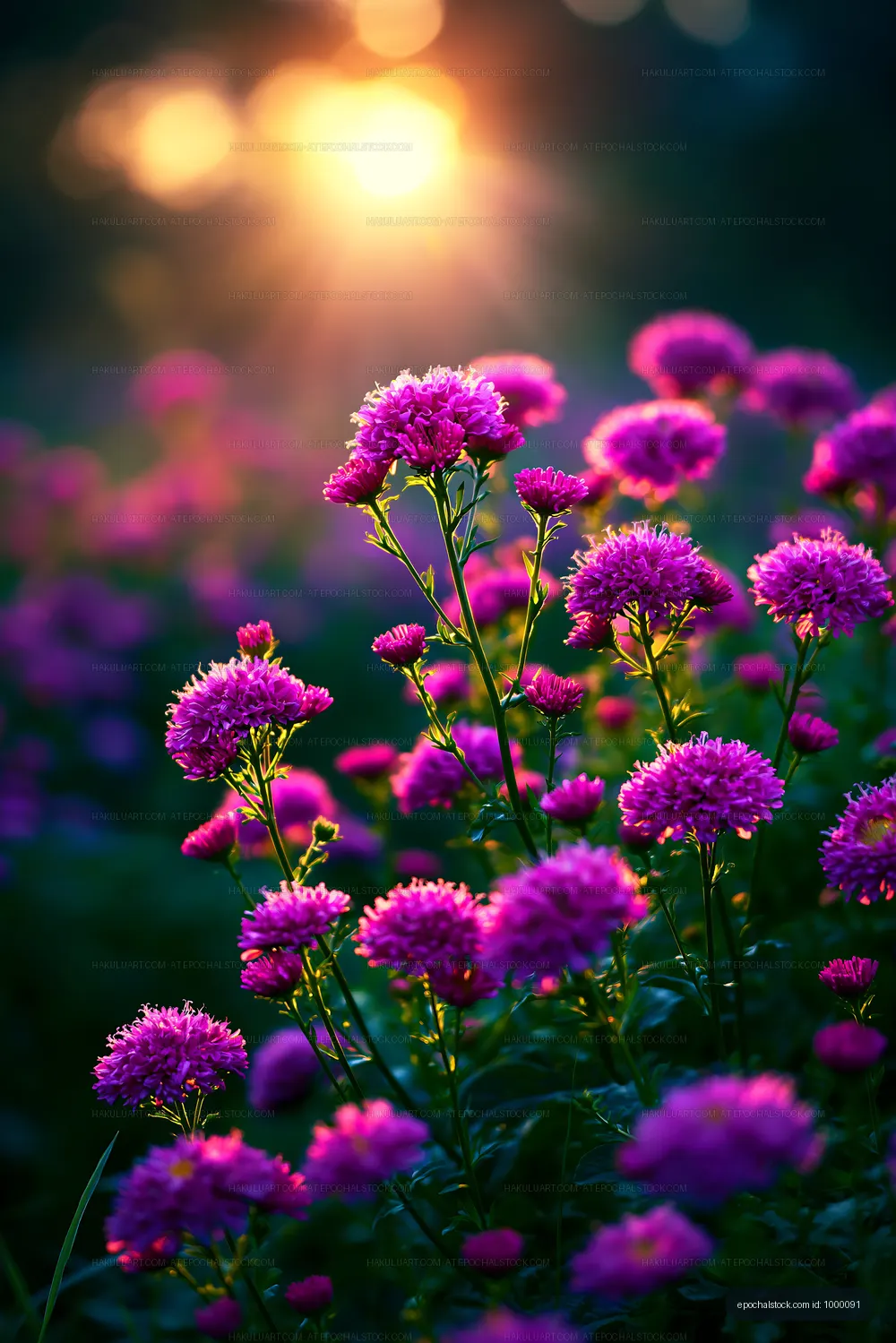 Purple flowers in sunlight during the late afternoon