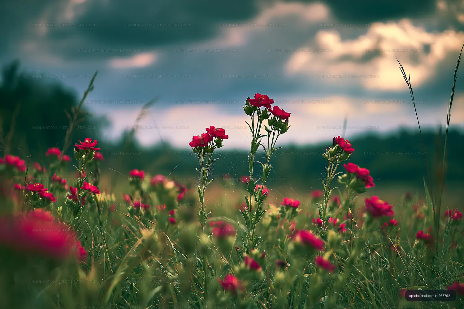 Field of red flowers under cloudy sky at sunset