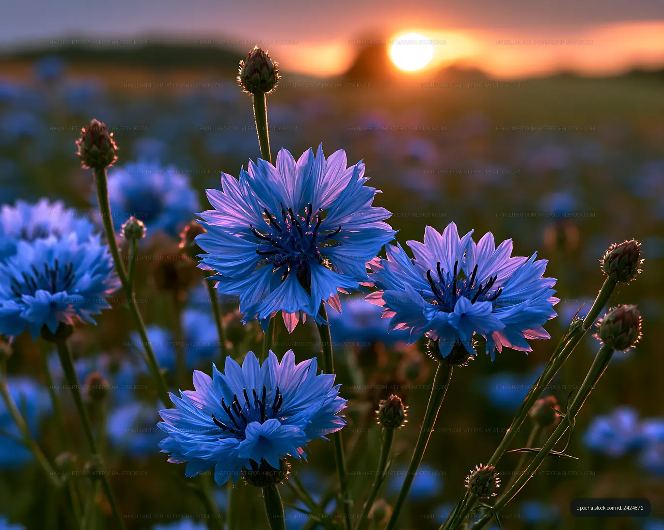 Blue flowers bloom at sunset in a countryside field